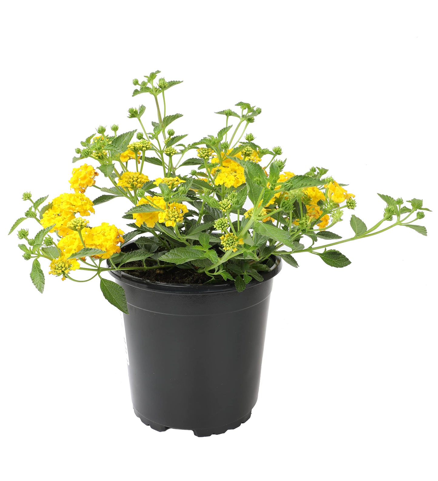 New Gold Lantana Flowers, Live Outdoor Flowering Plants, Easy Plant Care, 1G Pot, Attracts Pollinators, Extended Bloom, Heat and Drought Tolerant