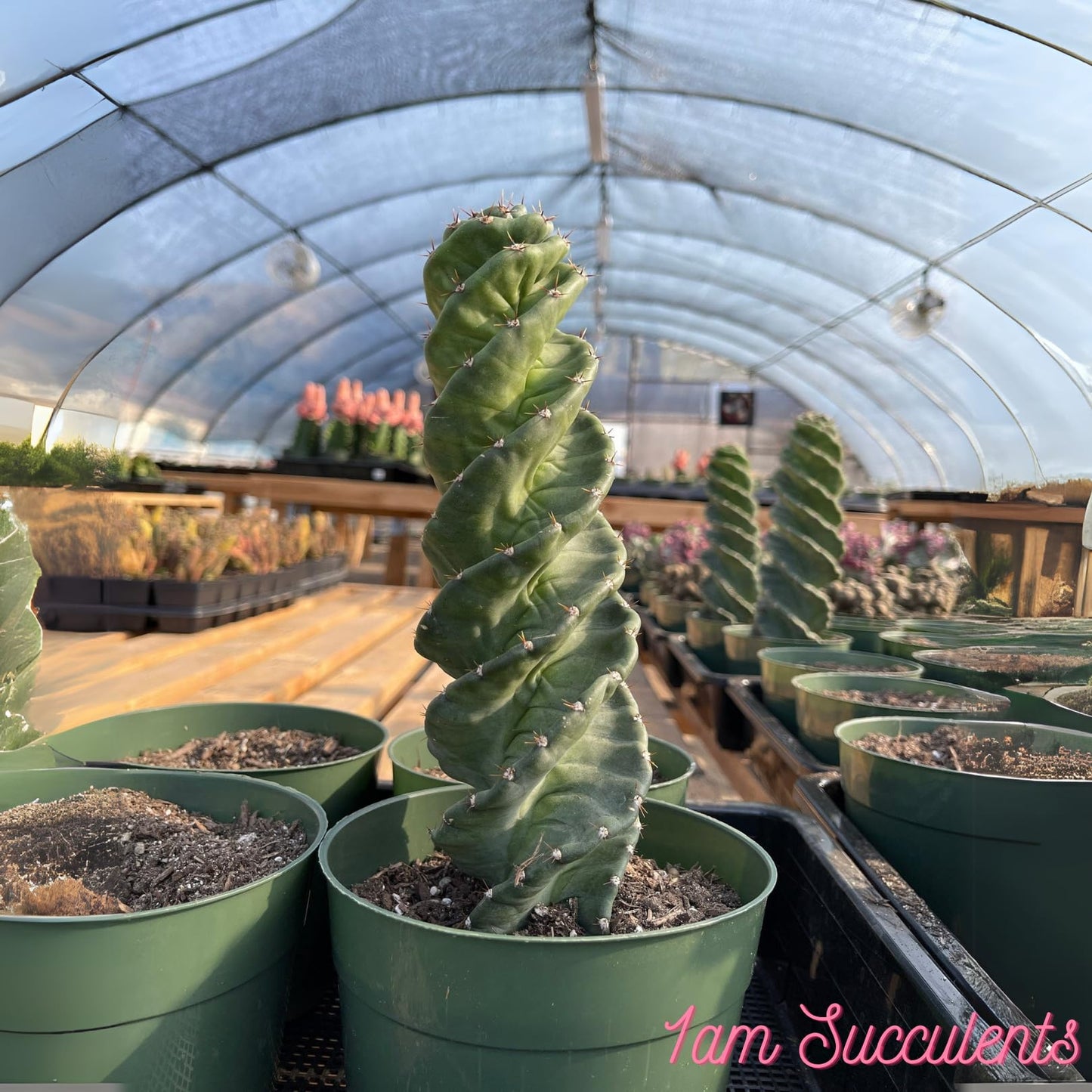 Spiral Cactus - Cereus Validus Spiralis – 8-10 inches Height, Rare Cactus Plant, Live Twisting Succulent, Fast-Growing & Drought-Tolerant – Exotic Statement Plant for Home & Garden