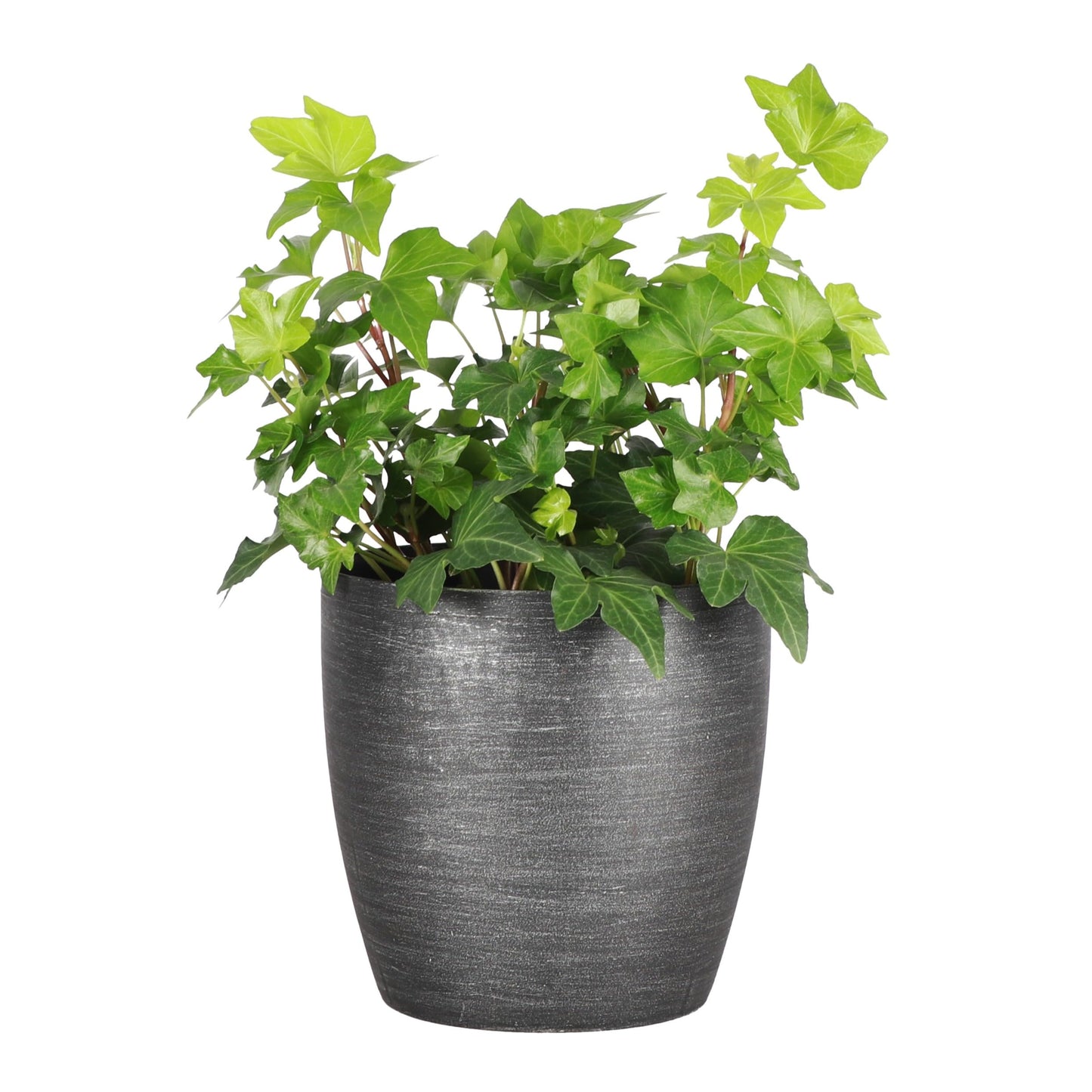 Thorsen's Greenhouse Live Green English Ivy Plant, Hedera Helix, Natural Air Purifier, Easy to Grow, Live Indoor Houseplant, 4" Diameter Pot (Brushed Silver)