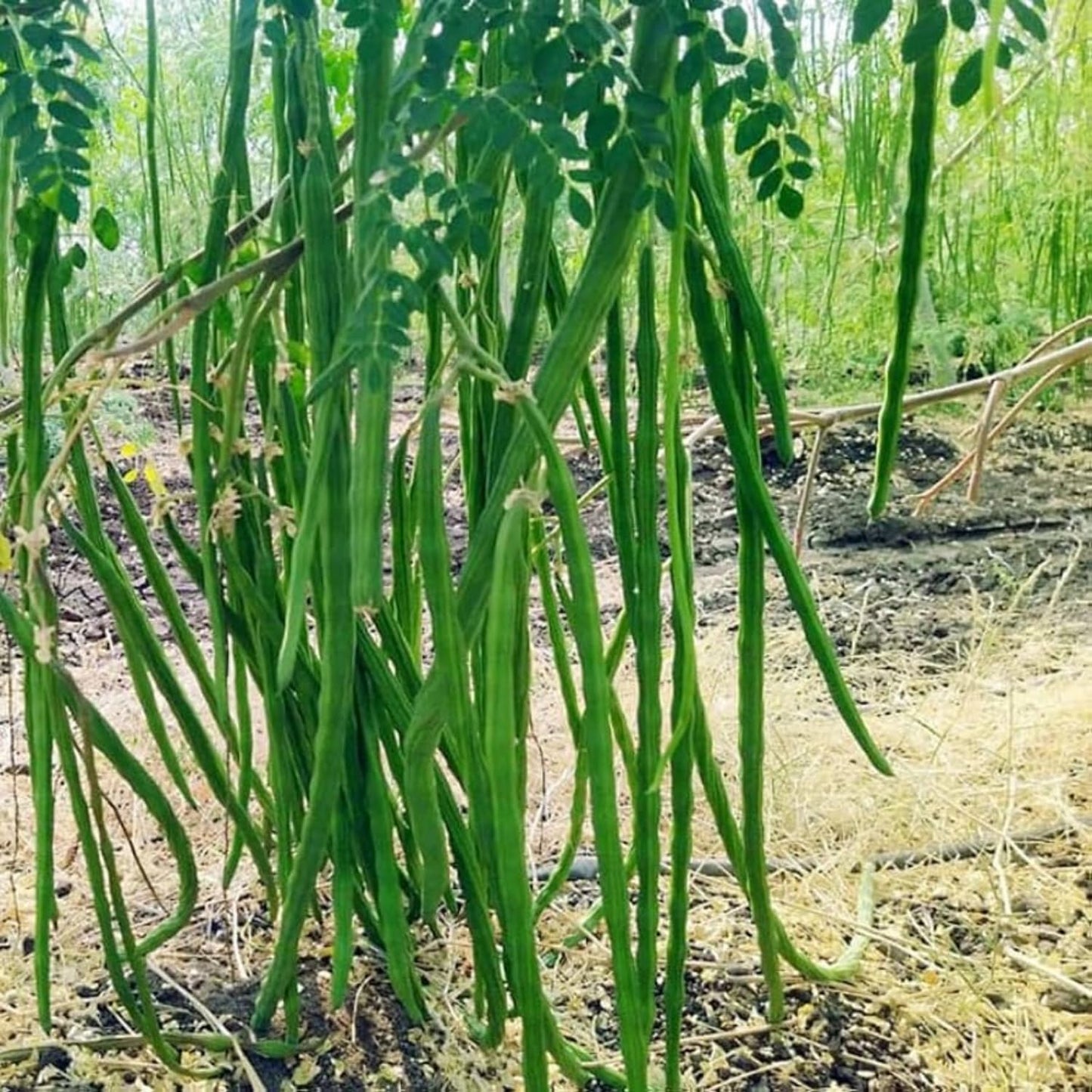Moringa Plant Live in 4 Inch Pot, Moringa Oleifera Drumstick Tree, Hardy Perennial Herb Plant