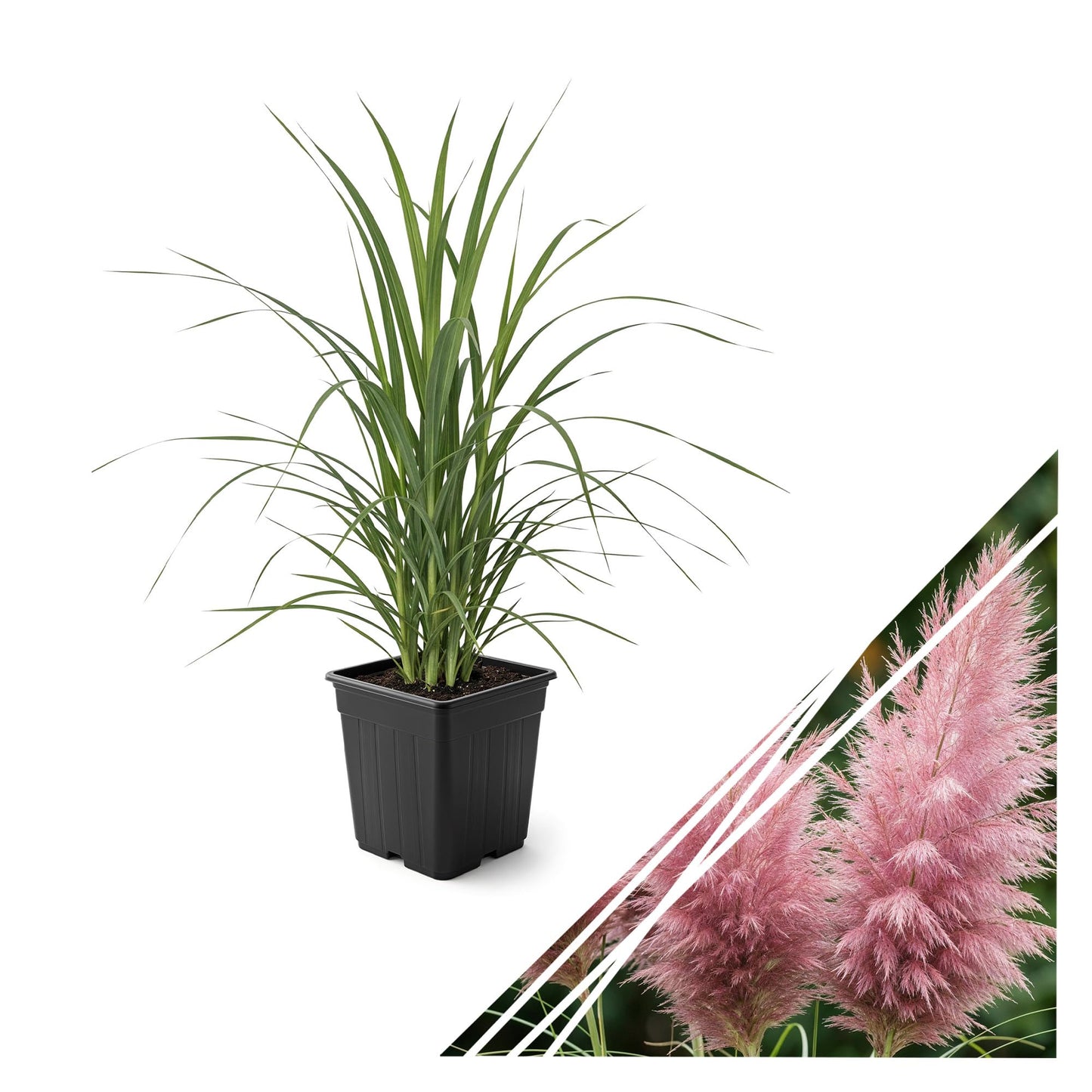 Live Ornamental Pampas Grass (Cortaderia selloana) - Pink - Perennial Accent Plant - 10" Tall by 5" Wide in 1.5 Qt Pot
