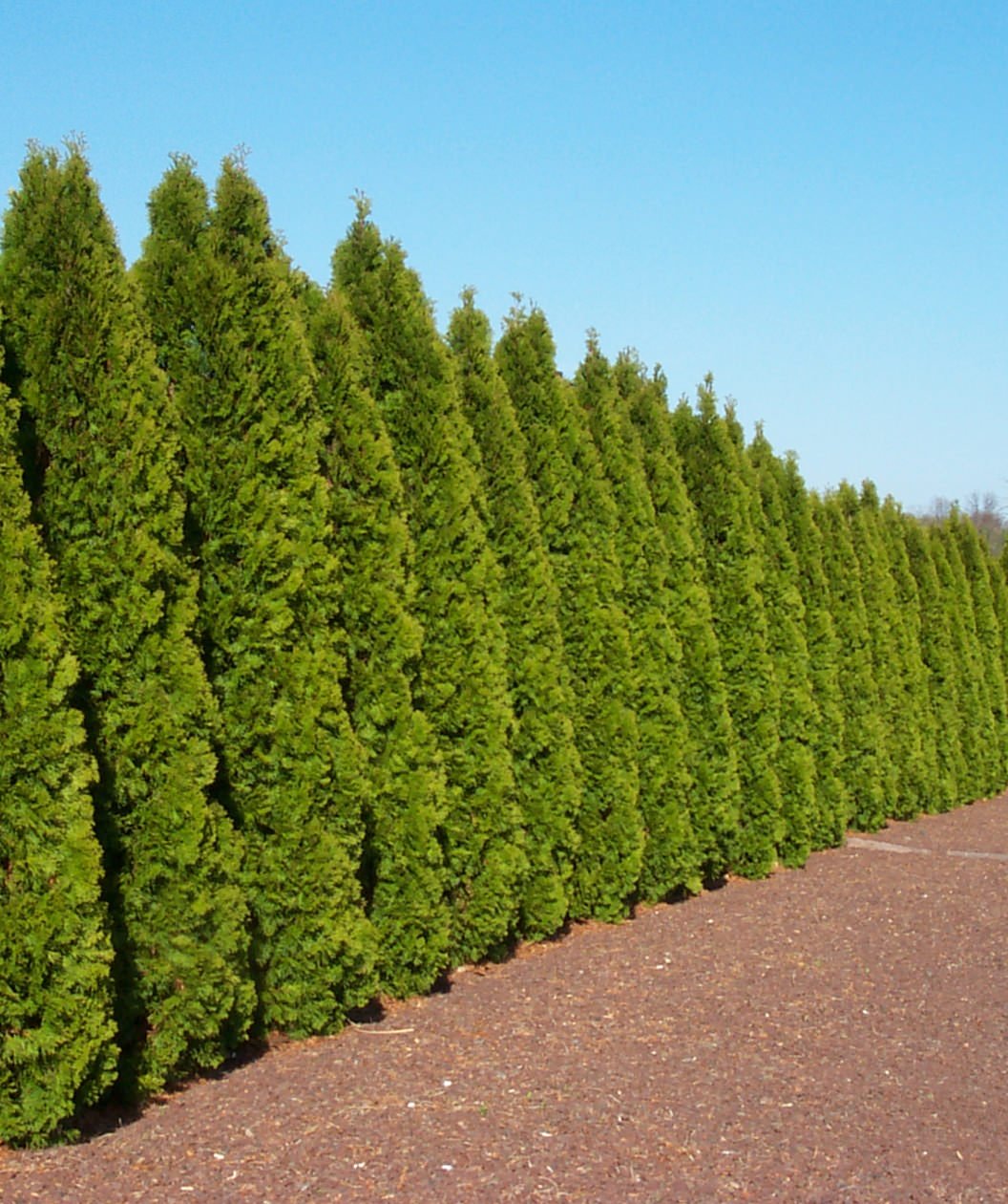 Thuja Emerald Green | 2 Large Trade Gallon Size Plants | Thuja Occidentalis | Privacy Screen Fast Growing Evergreen, Low Maintenance Landscaping, Year-Round Color, Dense Foliage, Cold Hardy Windbreak