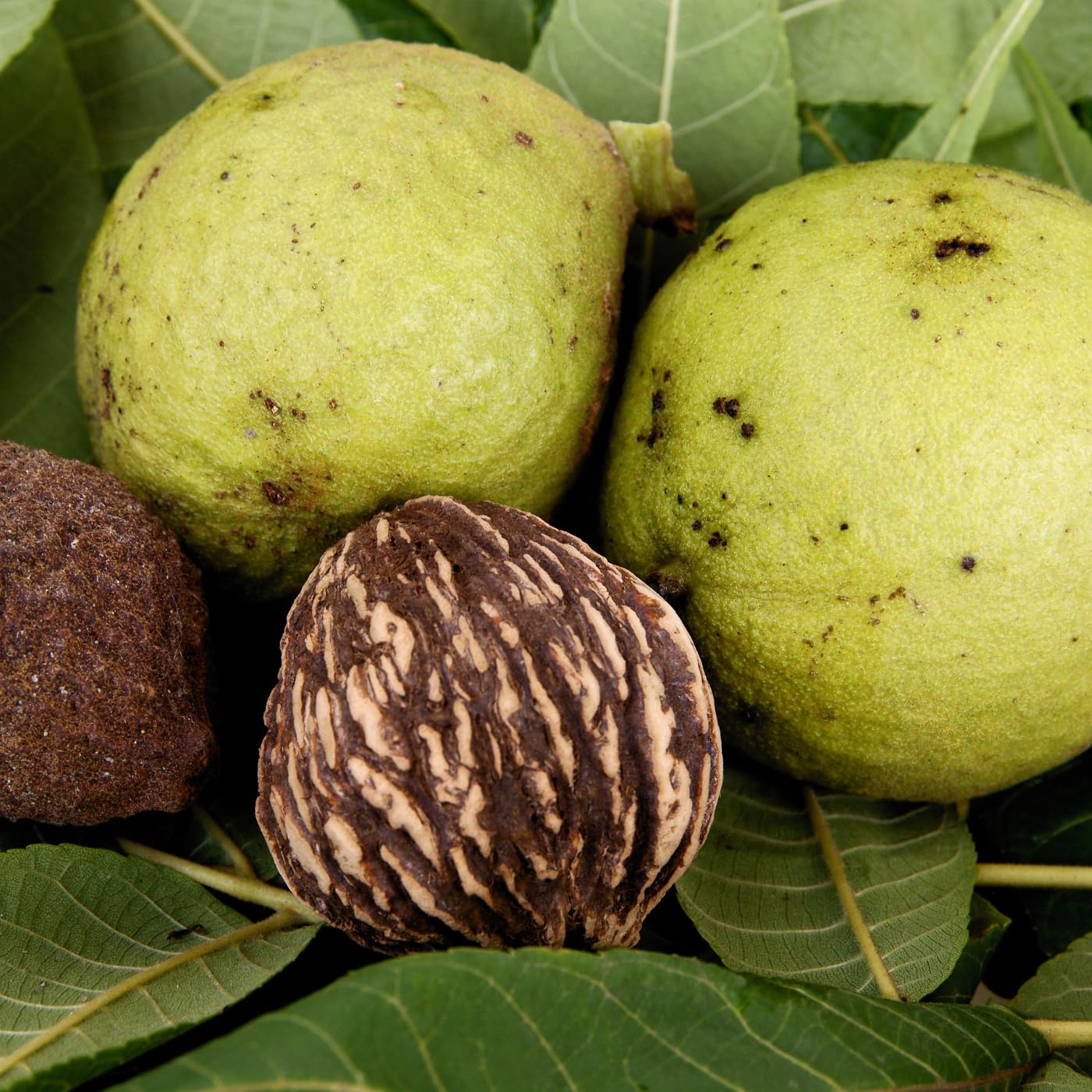 1 Year Old Black Walnut Tree Live Plant in 4" Pot, Cold Hardy, Dormant, White Walnut Butternut Like, Walnuts Trees for Garden Planting, 6-12" Tall