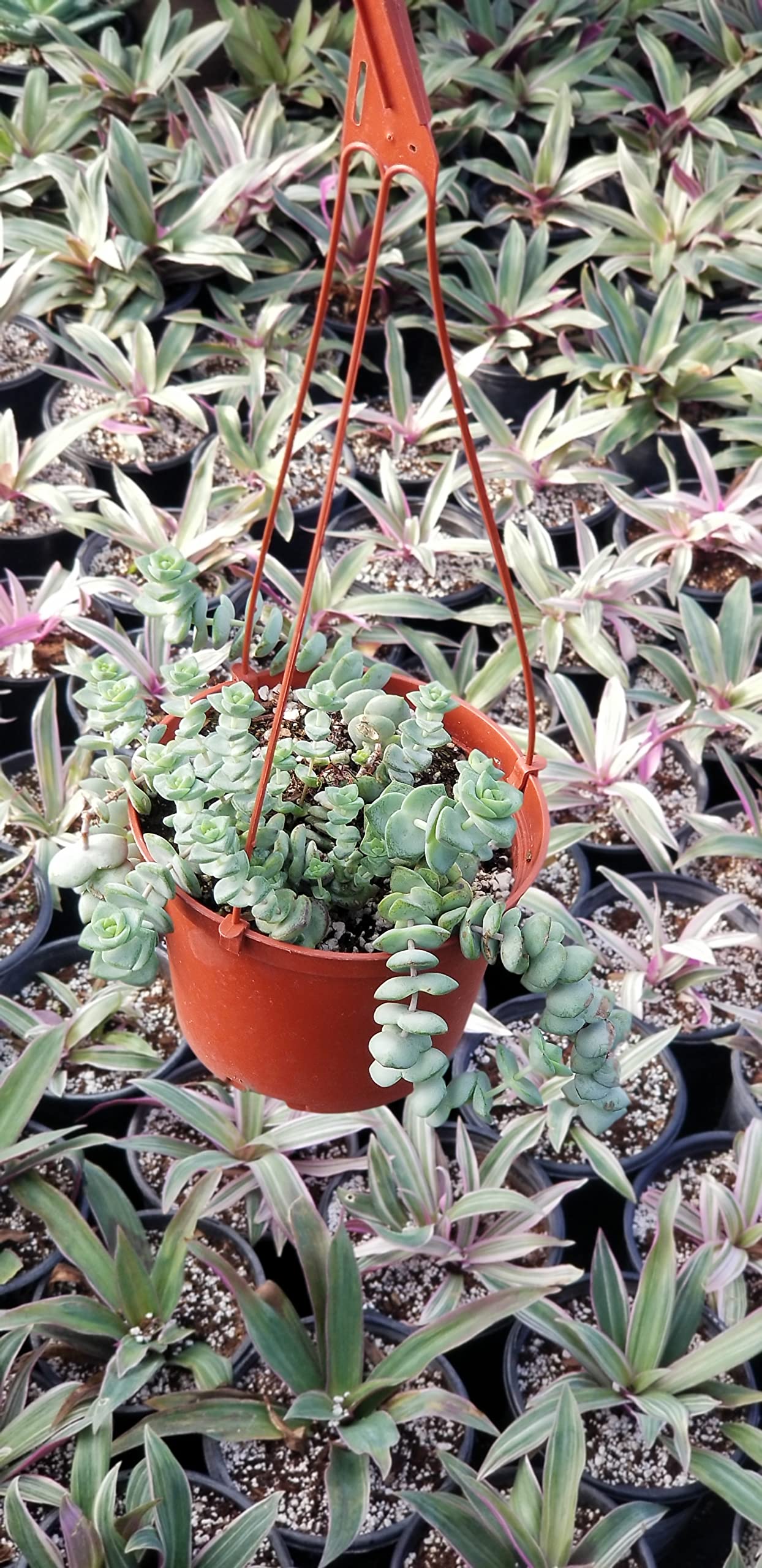 String of Buttons Plant in Hanging Pot Fully Rooted in 6 inch Planter Pots with Soil - Reali Succulent Lve Potted Succulents / Unique Indoor Cactus Decor Crassula Baby's Necklace - Hanging Pot