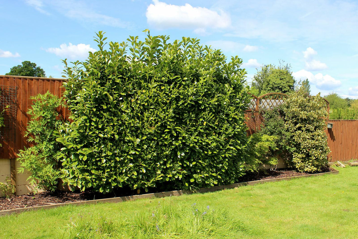 Live Plant - Bay Leaf Tree - 6-10" Tall Live Plant, 3" Pot - Sweet Bay Laurel, Laurus nobilis