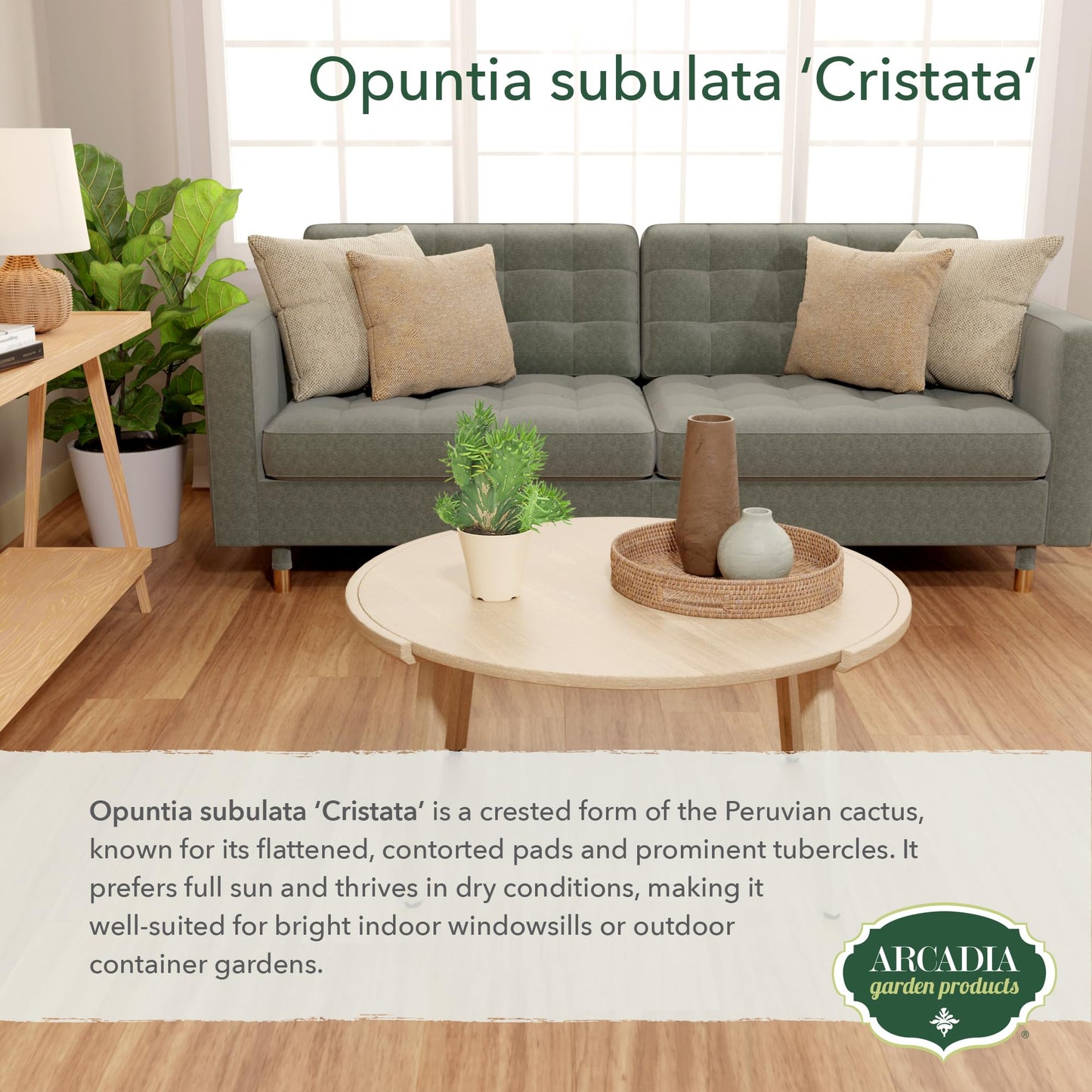 Arcadia Garden Products Live Opuntia subulata ‘Cristata’ Rare Indoor Houseplant in Plastic Pot, Tropical Plant Collector Gift for Home and Garden Decor, 4-inch, Beige