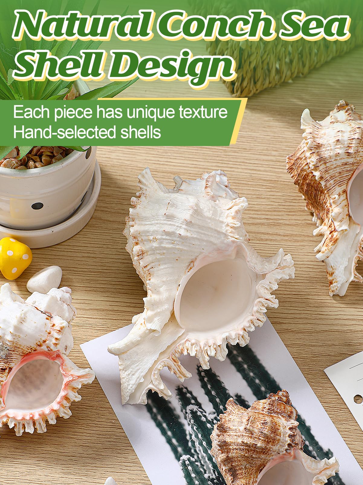 ANPHSIN 4 Pack Conch Sea Shell Air Plant Holders- 4-5 inches Natural Airplant Pot, Decorative Tillandsia Succulent Display Container for Gardening Housewarming Gifts Home Table Decors, No Plants
