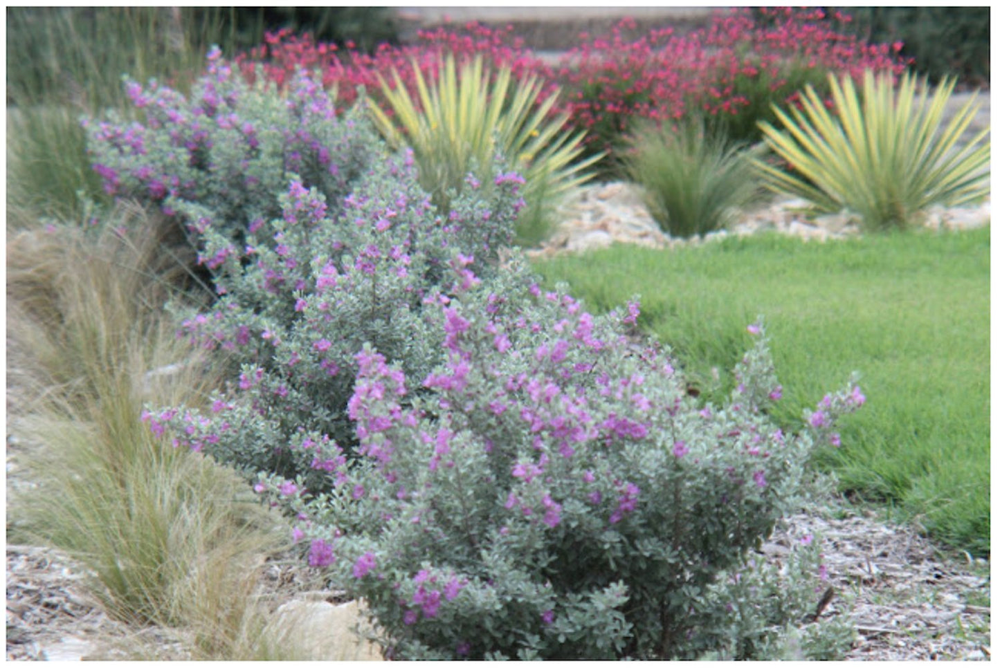 American Plant Exchange Texas Sage – 10-Inch Pot – Live Flowering Shrub with Silvery Foliage, Drought Tolerant Plant for Home, Garden, or Landscape Decor