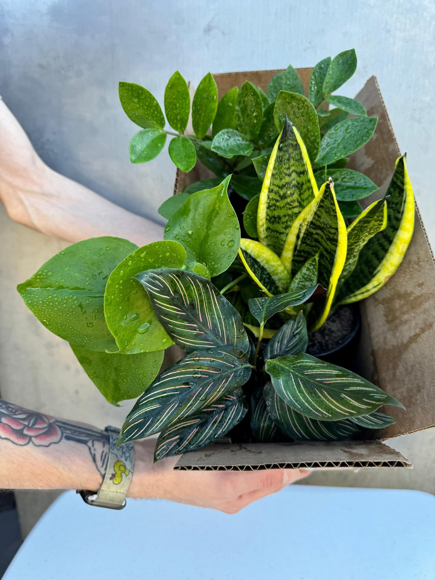 PLANTVERS Set of 4 Assorted Indoor Plants in 4" Grow Pots – Live Houseplants – Easy Care Houseplants - Low Light & Air Purifying Decorative Plants