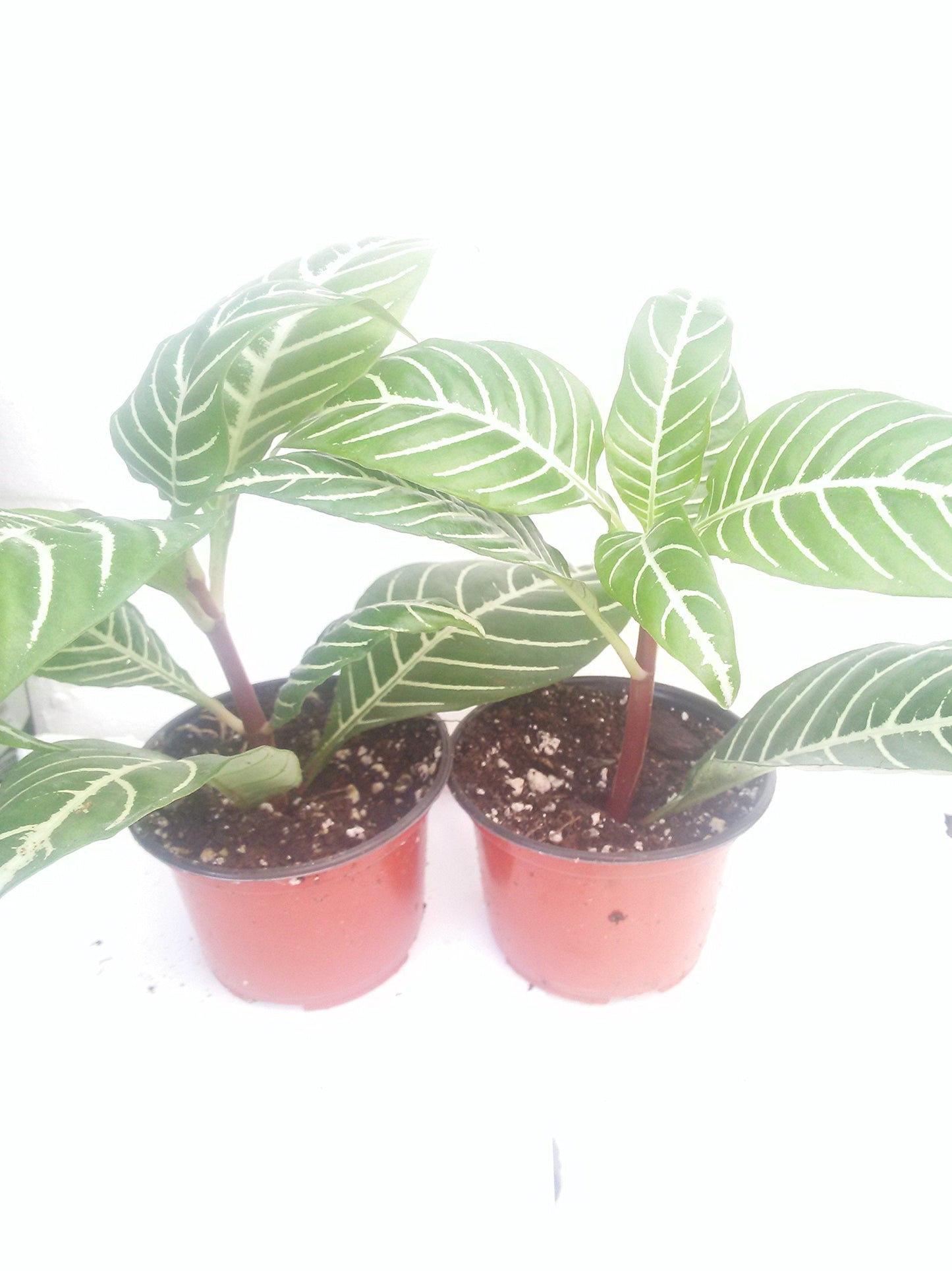 Two Zebra Plant - Aphelandra - Exotic & Unusual House Plant - 4" Pot