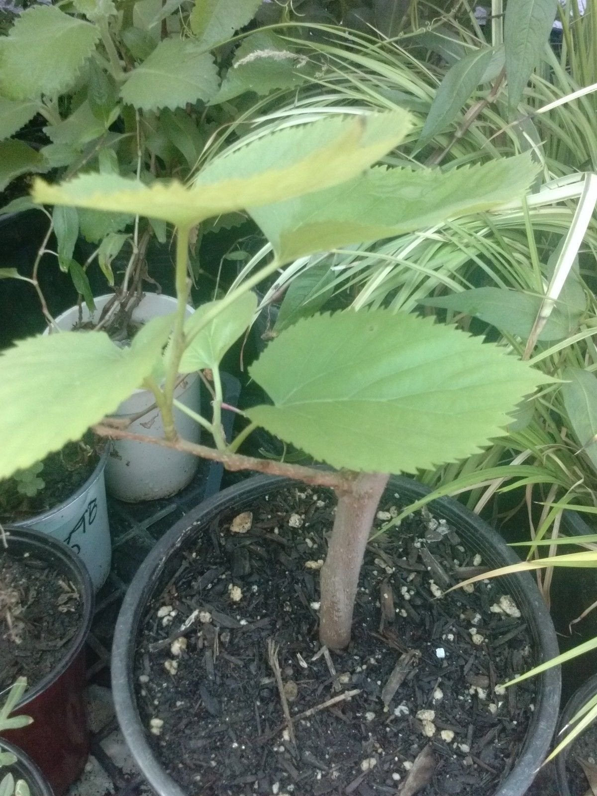 9EzTropical - Pakistan Mulberry Fruit Trees - 8" to 1 Feet Tall - Ship in 1 Gal Pot