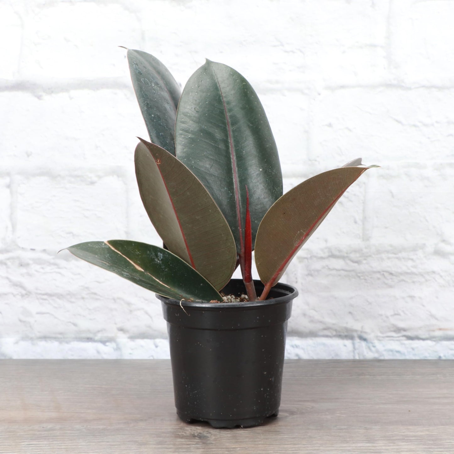 Thorsen's Greenhouse Ficus elastica, Live Indoor Plant, Rare Variety, Natural Air Purifier, Burgundy Rubber Plant, 4-Inch Diameter Pot (Nursery Pot)