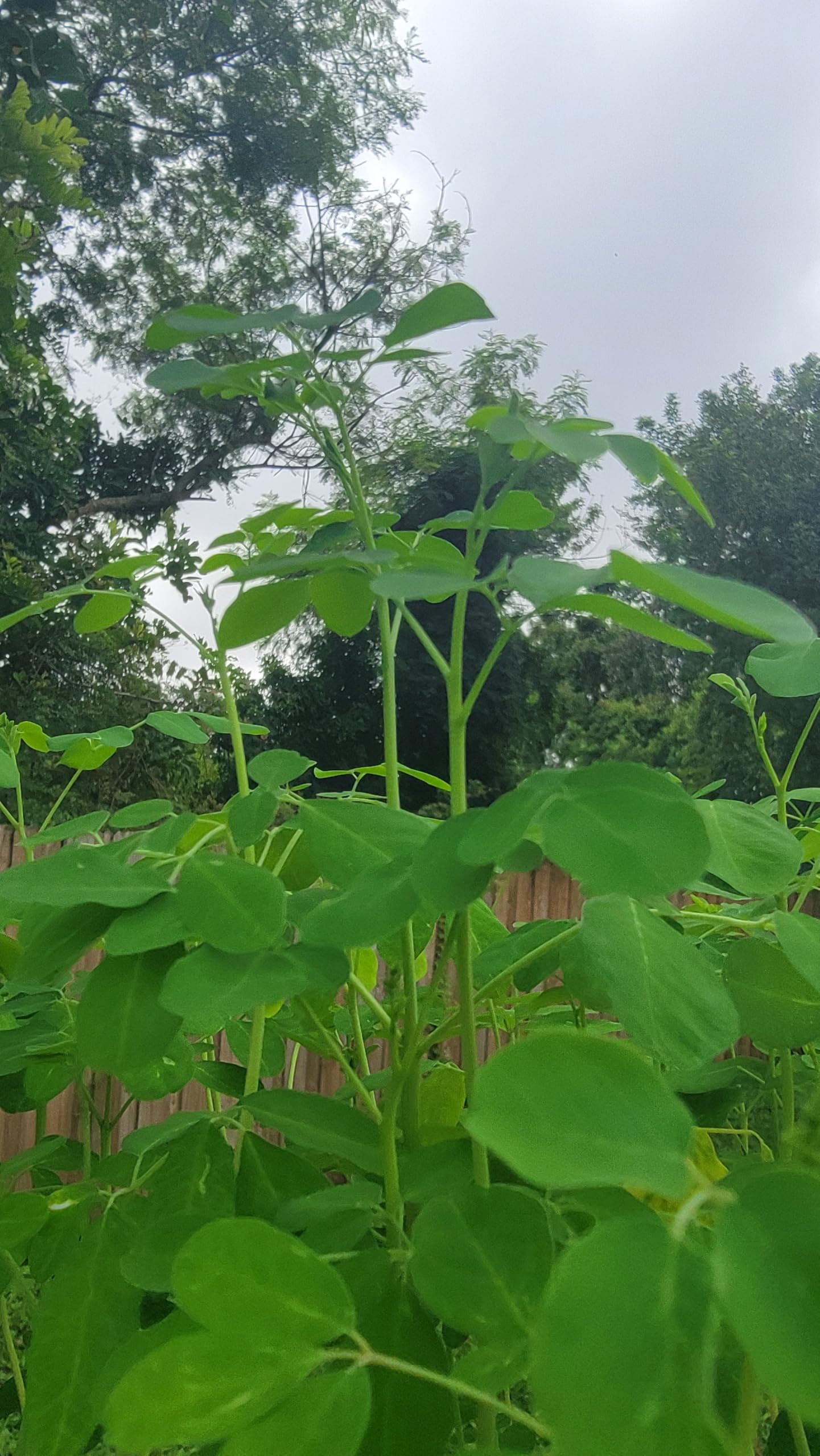 Moringa Tree Live Moringa Plant with Moringa Seeds, Non GMO, Organically Grown Moringa Tree Seedling with Moringa Seeds, Live Moringa Plant