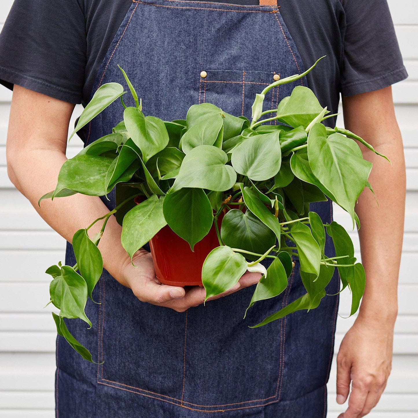 Philodendron Cordatum Heartleaf | Live Plant for Indoor & Outdoor | for Living Room, Office, Bathroom | (3" Pot)
