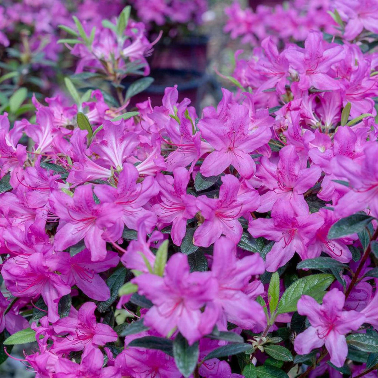 Perfect Plants Encore Autumn Amethyst Azalea in 1 Gallon Pot | Live Flowering Shrub for Landscape & Gardens | Purple Flowers | Hardy Plant for Foundation & Border | Zones 6-10