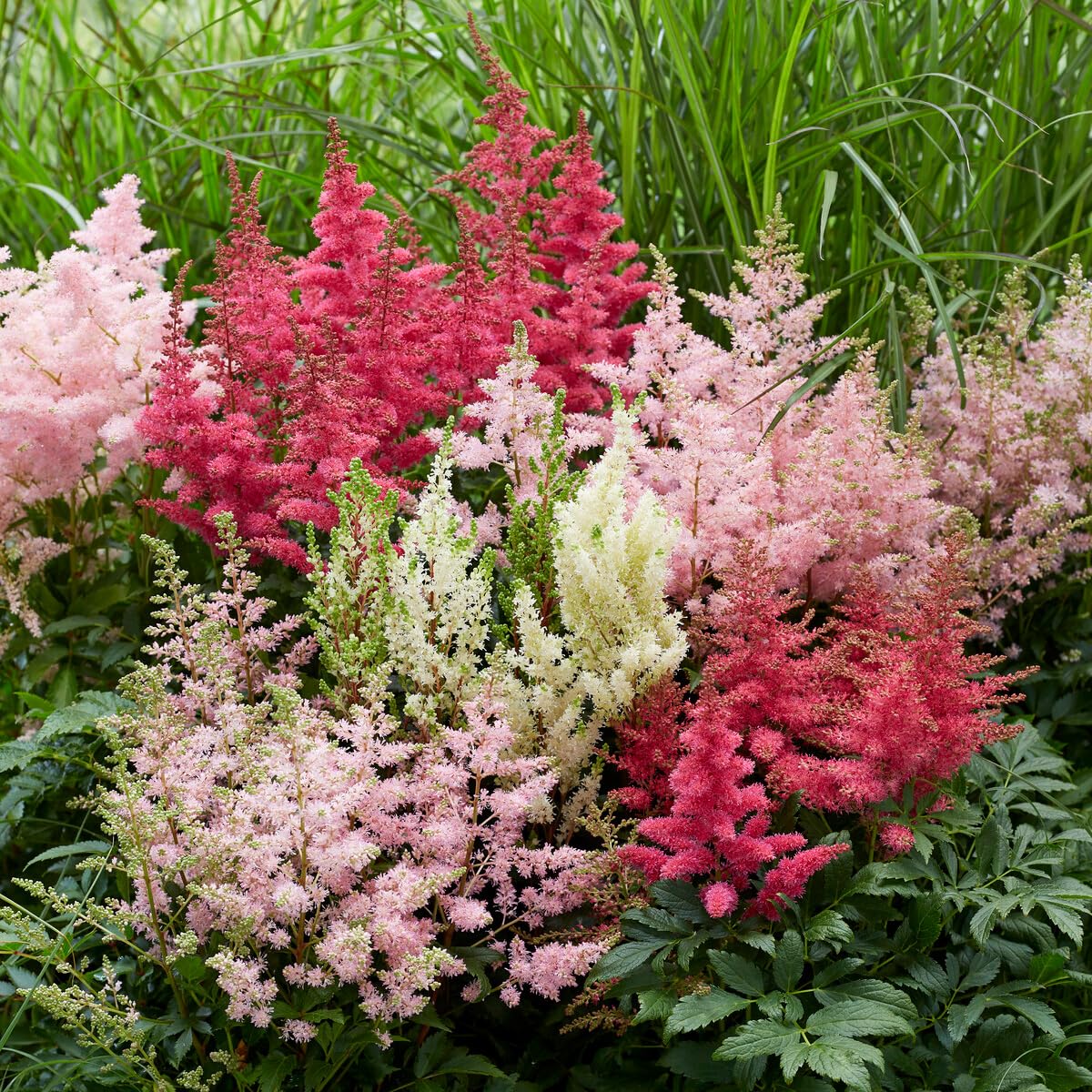 Complete Shade Perennial Flower Bulb Garden - 30 Bulbs for 50 Days of Continuous Blooms (Summer Color from July Through October) - Easy to Grow Summer Planting Bulbs by Willard & May
