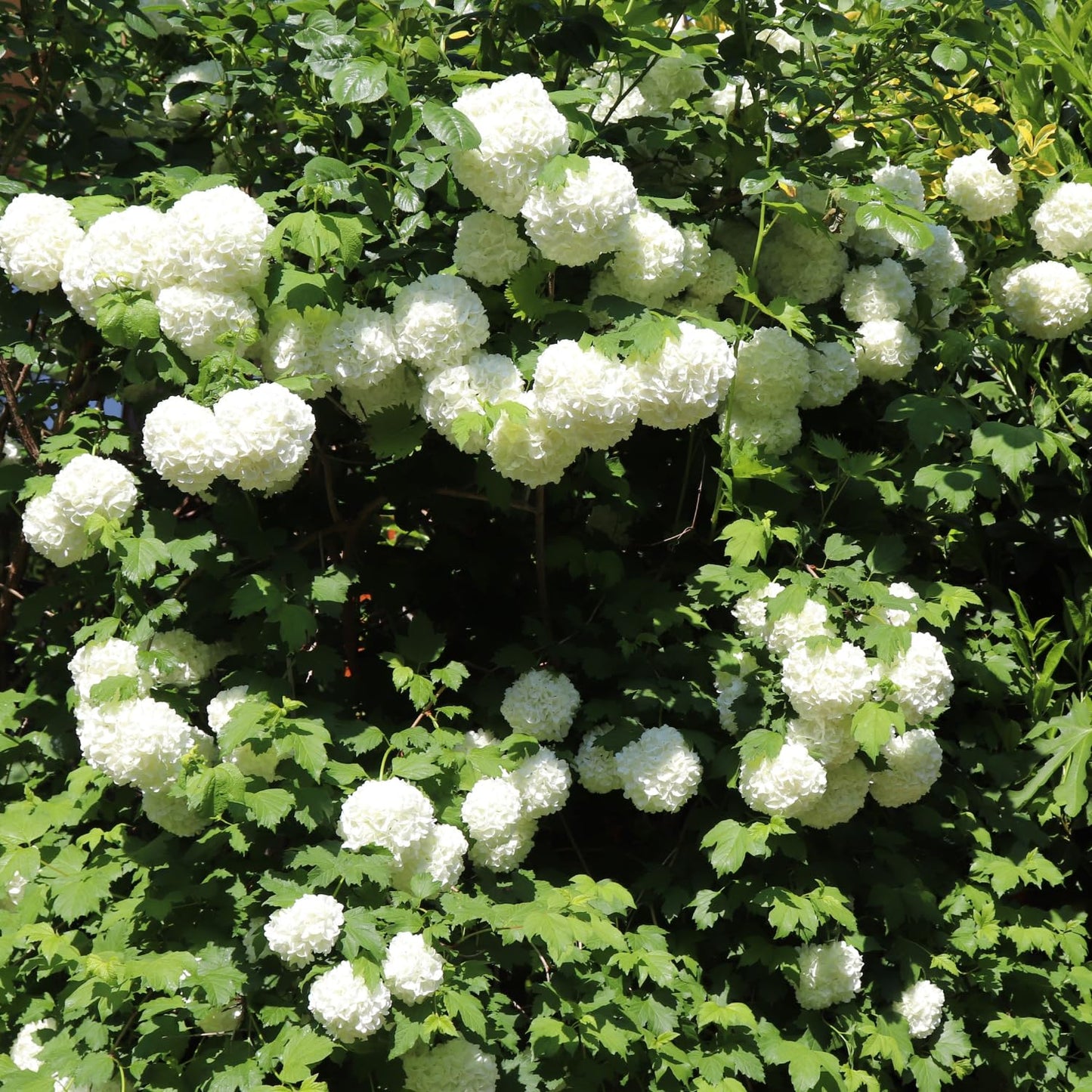 Old Fashion Snowball Viburnum Live Plant, 4 Inch Pot Viburnum Highbush Cranberry, 6 to 10 Inch Tall White Viburnum Plant
