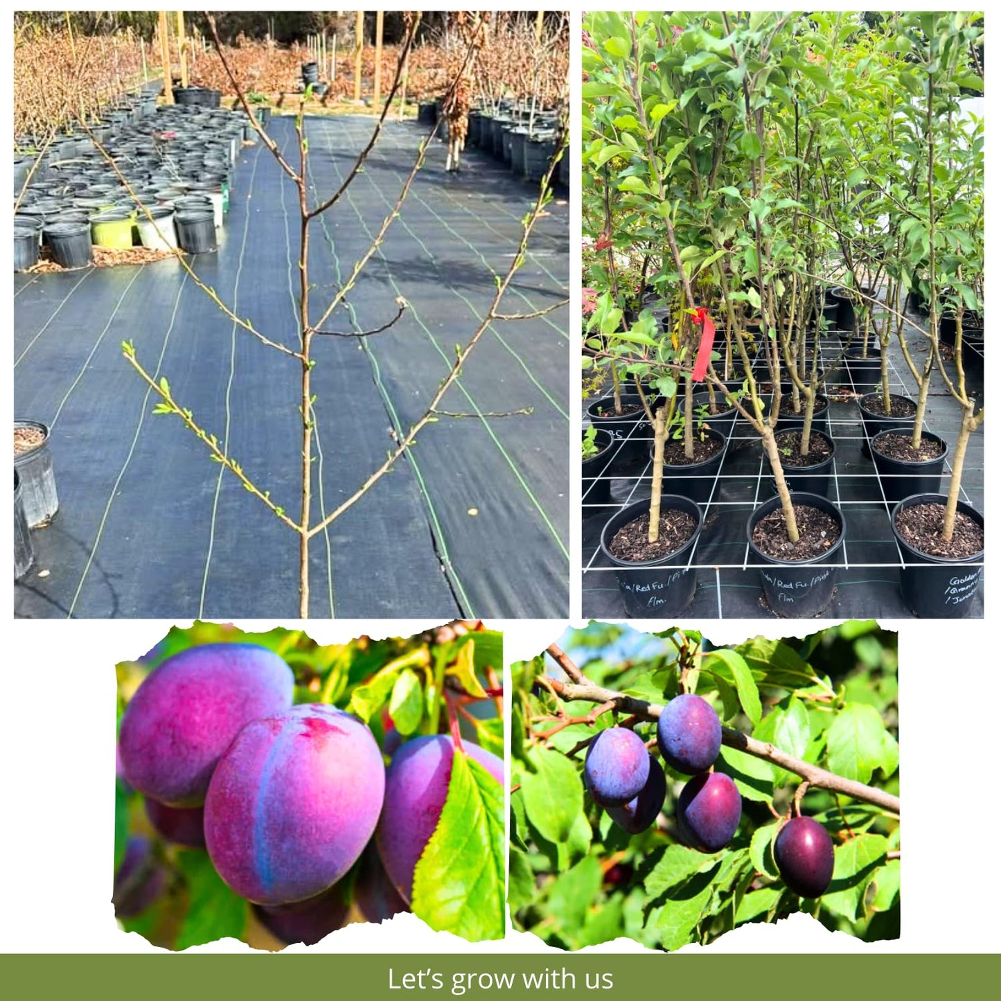 Methley Plum Tree Live Plant 2 to 3 Feet Height, in 3 Gallon Pot, Grafted Plum Plant Live to Grow Outdoor, Sweet Plum Fruit Tree, No Ship to CA