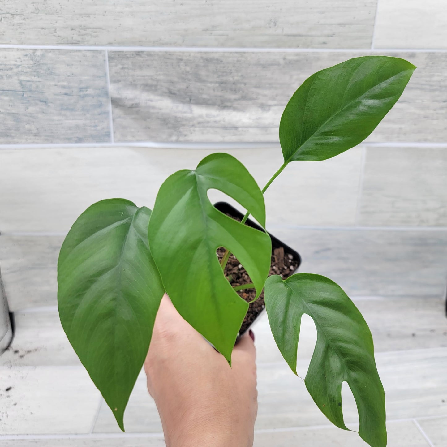 Rare Mini Monstera Philodendron Rhaphidophora Tetrasperma Live Plant - Indoor Plants Live Houseplants - Ginny Monstera Plant in 4" Pot by 3exoticgreen
