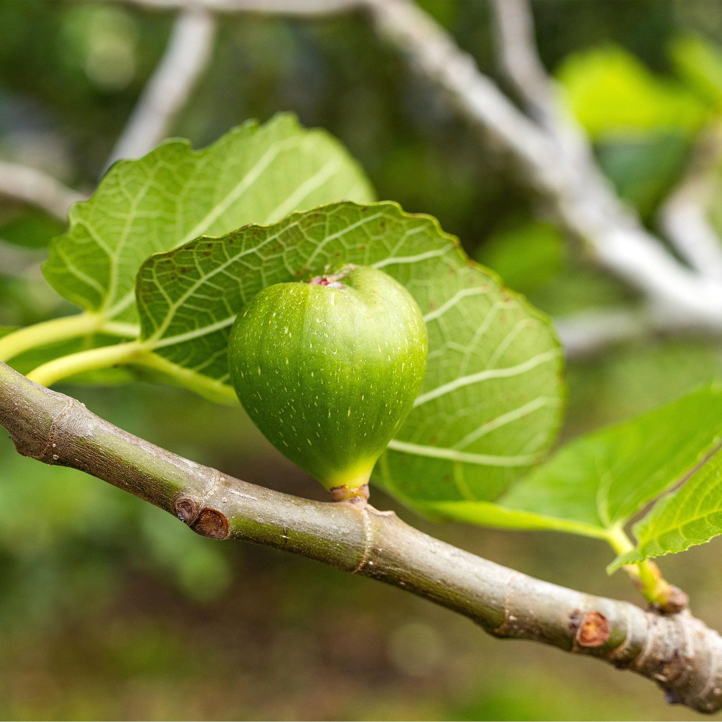 Perfect Plants Kadota Fig 3 Gallon | Live Fig Tree | Fresh Figs | Live Plant