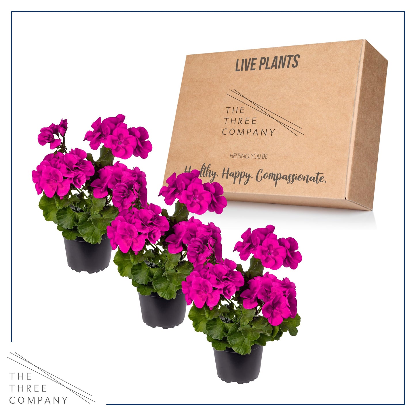 Live Flowering Zonal Geraniums - Purple (3 Plants Per Pack) - Beautiful Spring Flowers - 12" Tall by 5" Wide in 1 Qt Pot