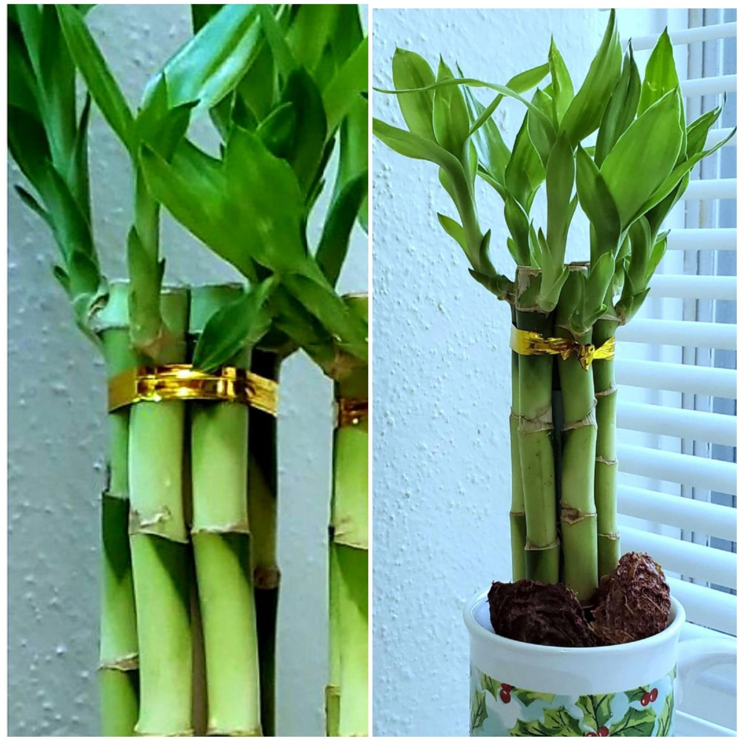 Lucky Bamboo 6 Plants 8 inches Each, Free Butterfly Stake, Gift, Feng Shui, Indoor Plant, Bring Good Luck to Your Home, Perennial, Just add Purified Water