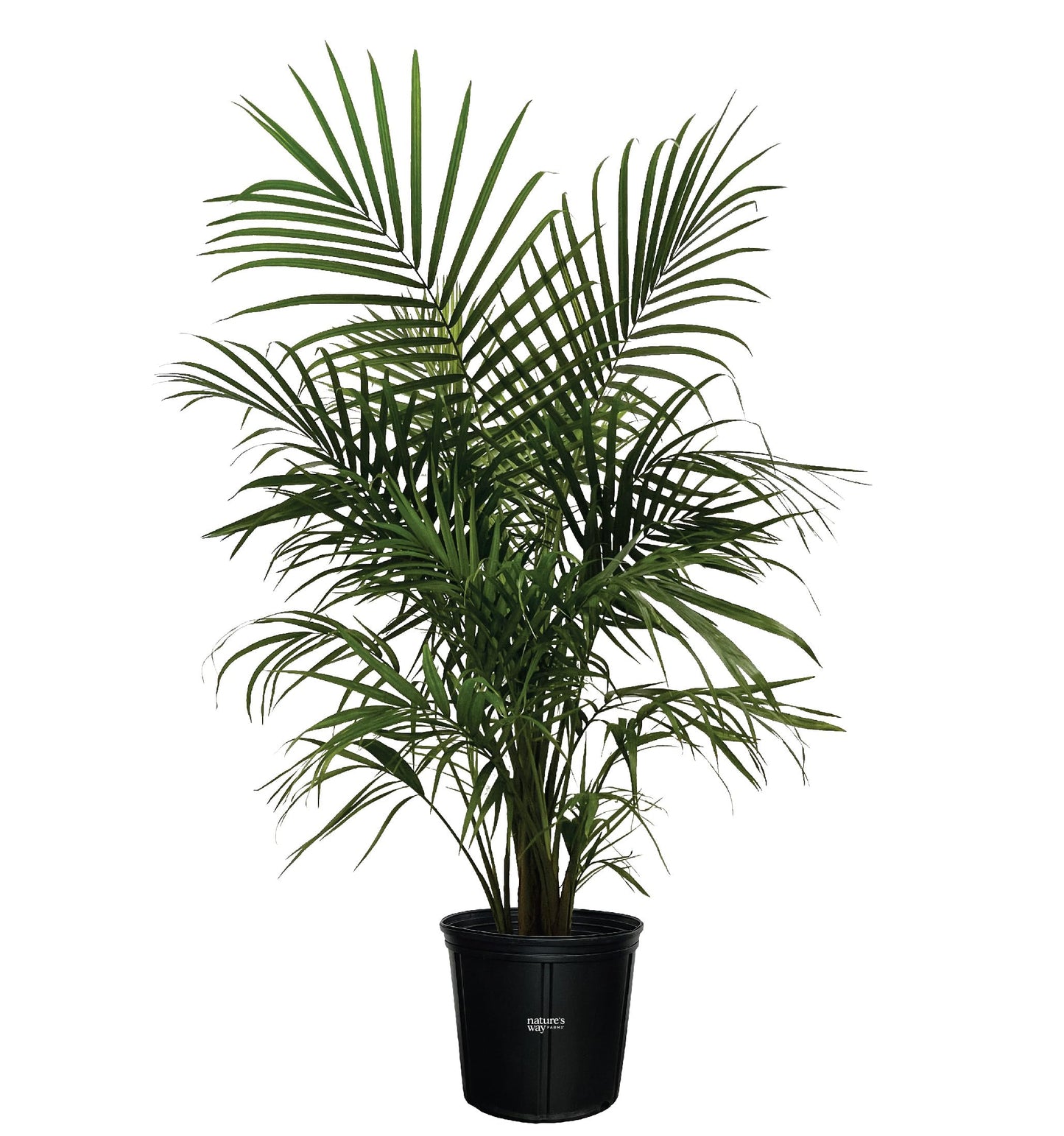 Nature's Way Farms Majesty Palm Live Plant, Indoor and Outdoor Palm Tree, in Growers Pot, Tropical Houseplant, Decor for Your Patio, Balcony, Home or Office 3-4 Feet Tall