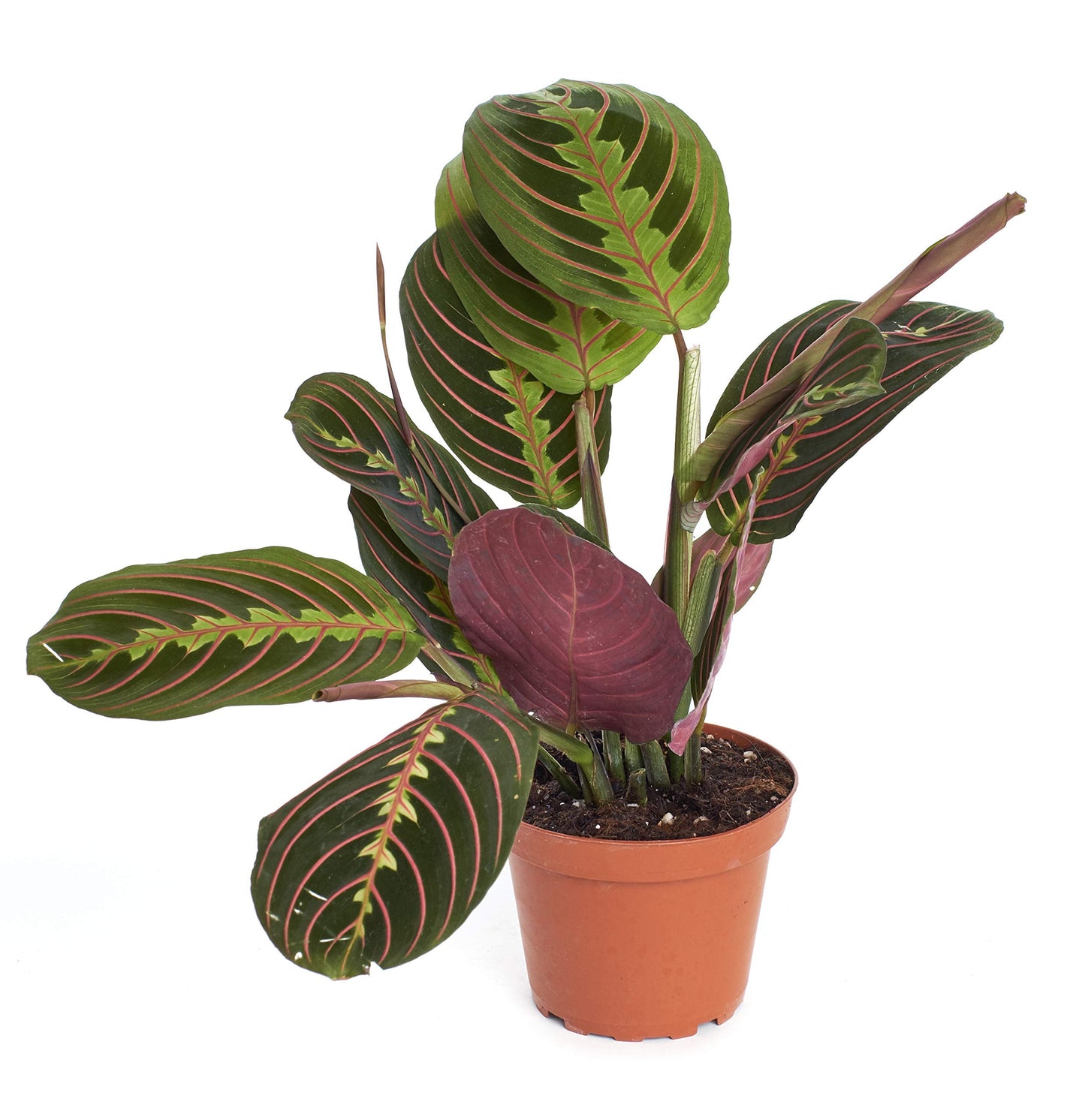 Hirt's Red Prayer Plant - Maranta - Easy to Grow House Plant - 4" Pot