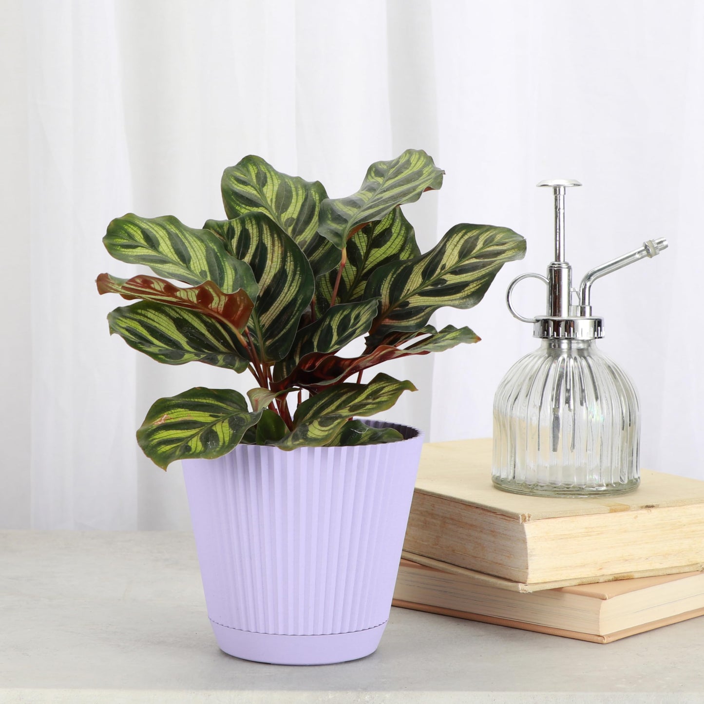Thorsen's Greenhouse Peacock Calathea, Live Indoor Plant, Safe for Pets, Colorful Foliage, Rare Variety, Peacock Plant, 4" Diameter (Lavender)