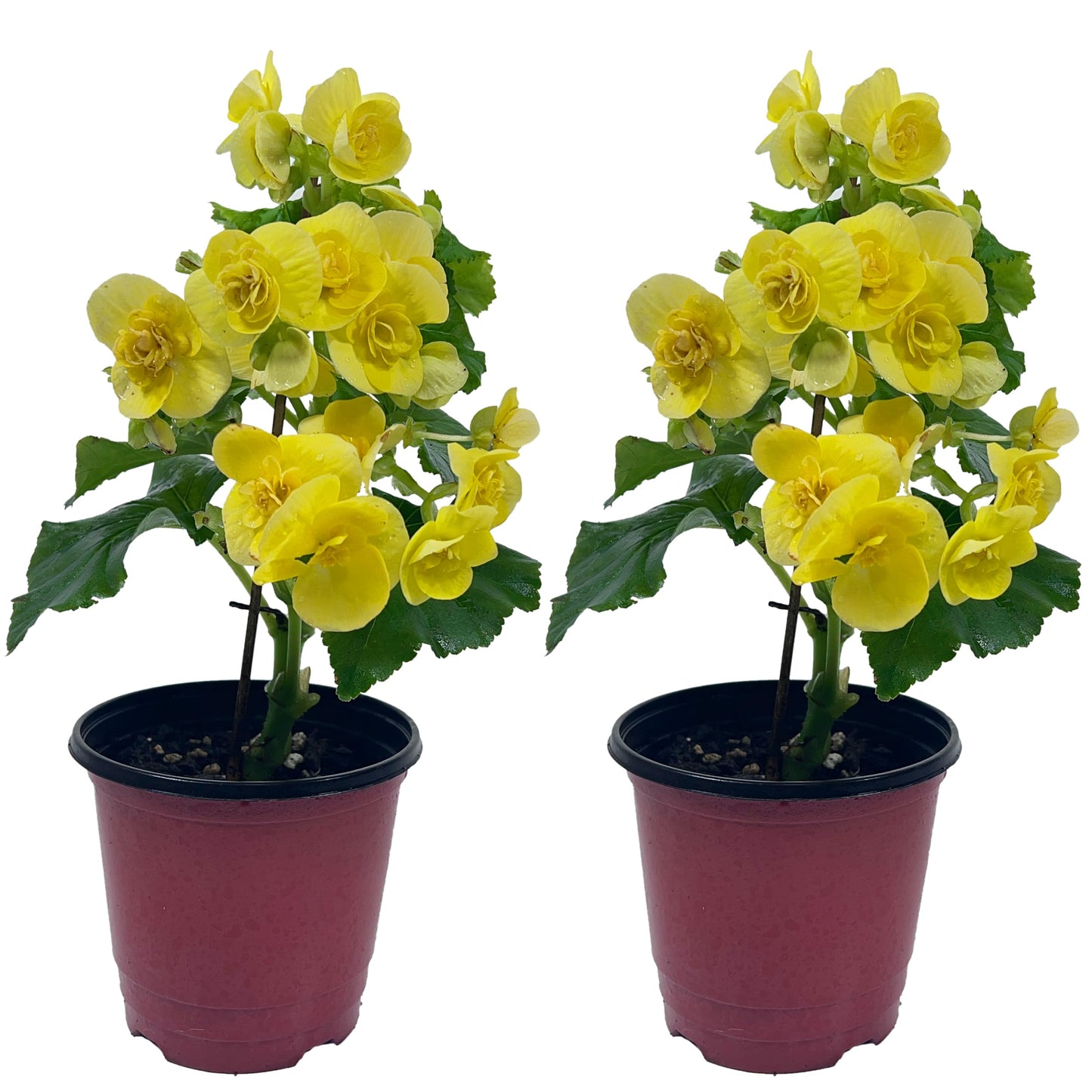 LEAL PLANTS ECUADOR Begonia Yellow (Pack of 2) – Attractive Flowering Indoor Plant,Easy Care, Air-Purifying House Plant for Wellness & Home Decor, Office Desk,Unique Sustainable Gift for Plant Lovers