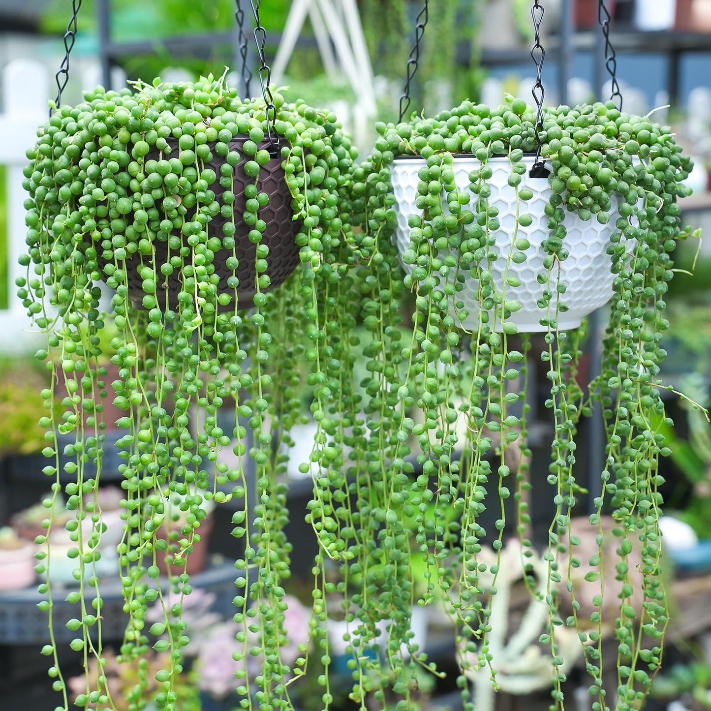 Sprout N Green 4" String of Pearls, Live Trailing Succulent Fully Rooted in Pots with Soil Mix, for Home Office Wedding Hanging Decoration, DIY Projects, Party Favor, Keep Away from Pets