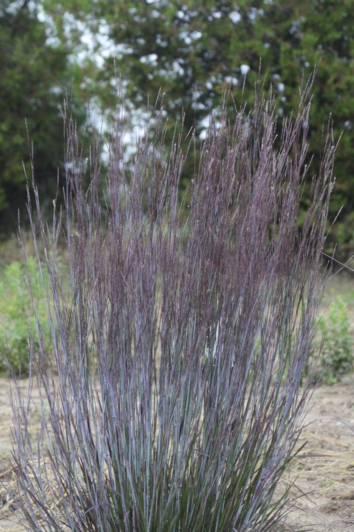 Live Plant from Green Promise Farms - Proven Winners, Schizachyrium scop. Prairie Winds Blue Paradise Little Bluestem, Blue/Purple Flowers - #1 Gallon Size Container