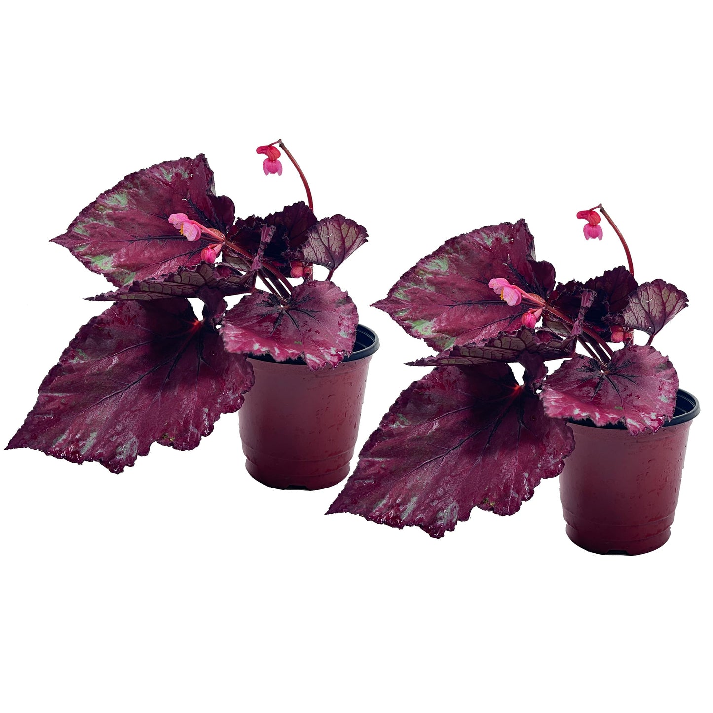 LEAL PLANTS ECUADOR Begonia Rex Flame (Pack of 2) – Attractive Indoor Plant,Easy Care, Air-Purifying House Plant for Wellness & Home Decor, Office Desk, Unique Sustainable Gift for Plant Lovers