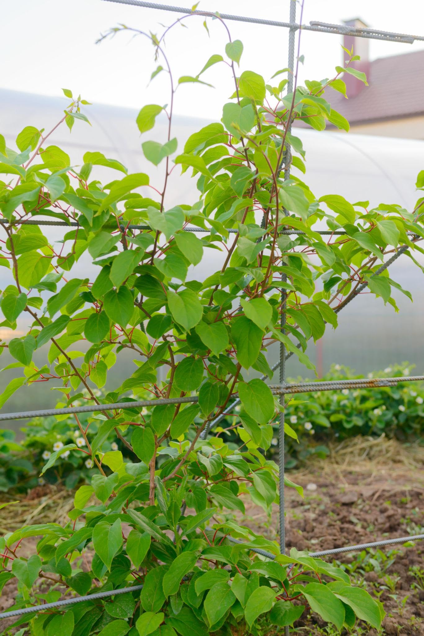 Hardy Kiwi Vine Live 1 Gallon Pot 20 Inches Tall Cold Hardy Fruit Vine Smooth Edible Skin Climbing Plant for Trellis Garden Zones 4 to 8