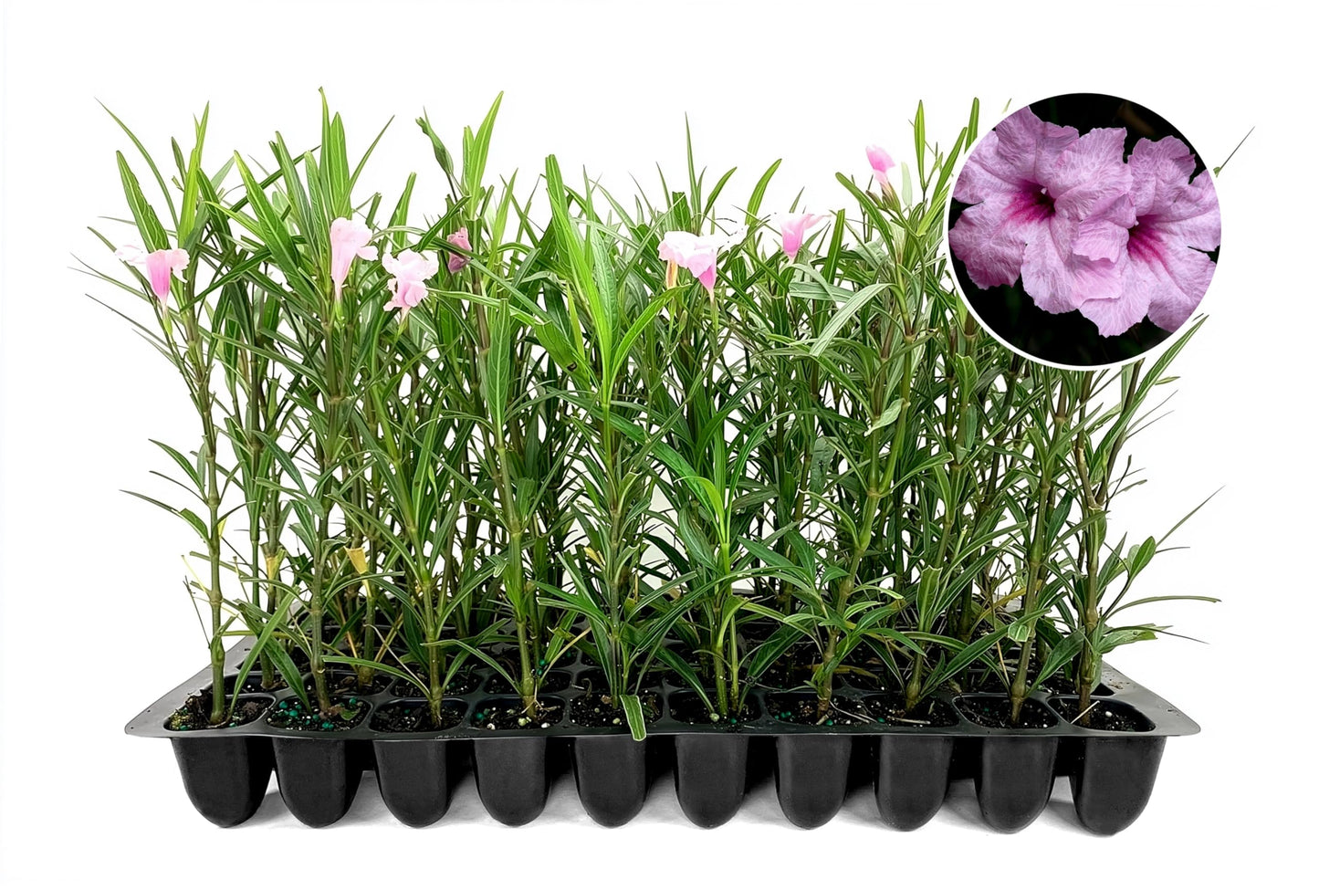 Mexican Petunia Pink | 3 Live Plants | Ruellia Brittoniana | Pink Flowering Landscape Pollinator | Heat Tolerant Groundcover | Outdoor Perennial for Gardens Borders Walkways Containers