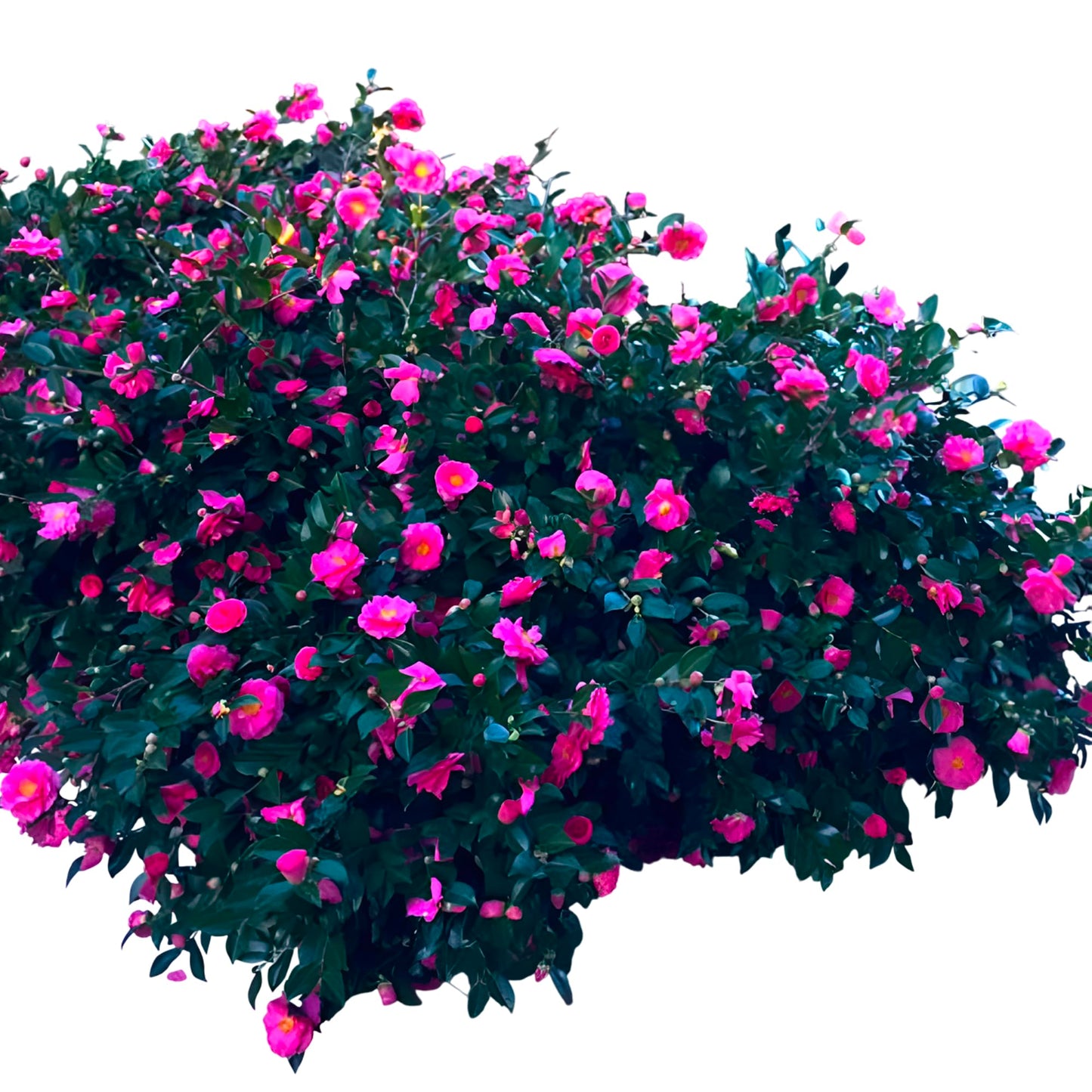 Shishi Gashira Dwarf Camellia Sasanqua Live Evergreen Shrub – Pink Fall Blooms for Outdoor Garden & Landscape(3 Gallon/Single)