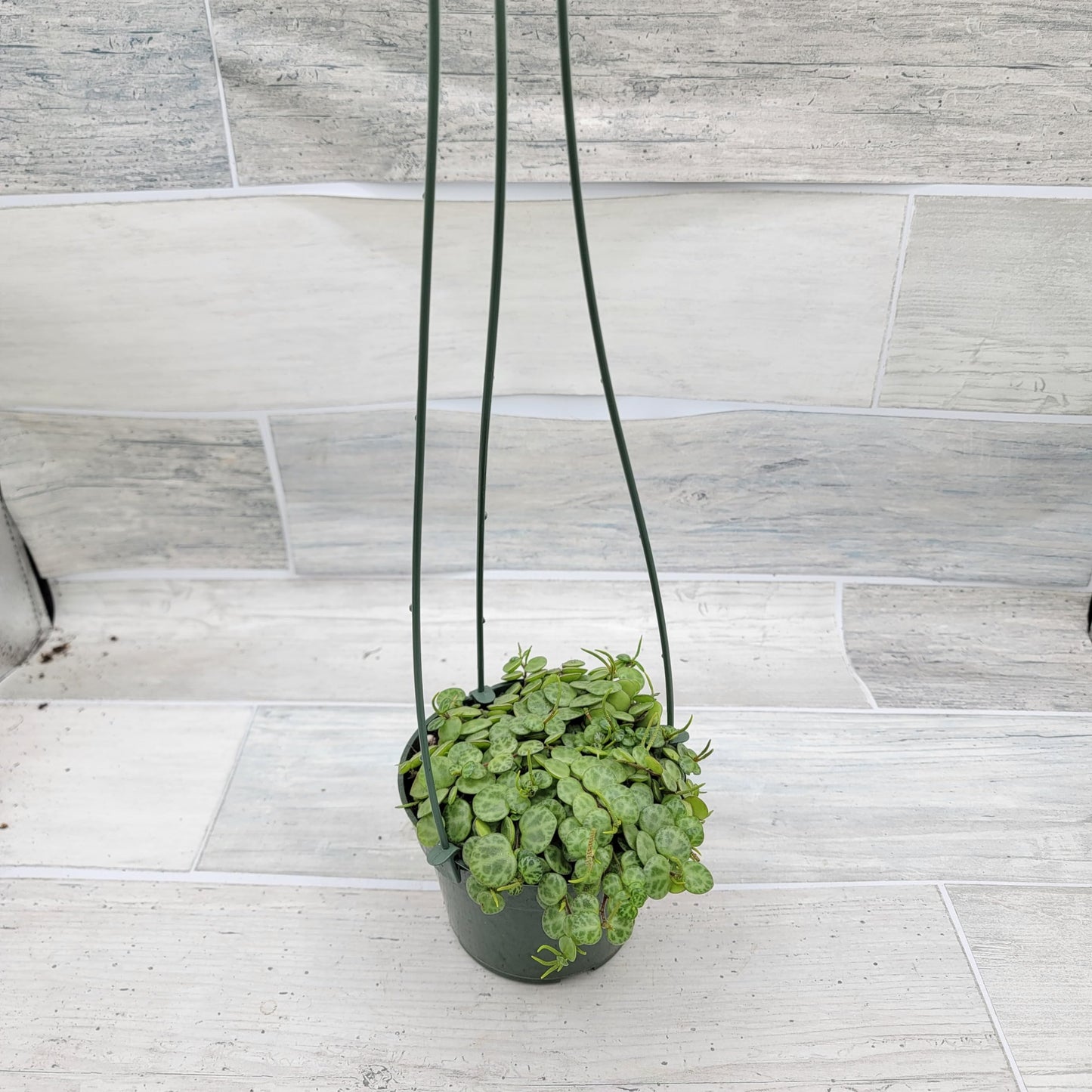 String of Turtles,Peperomia Prostrata Plant Live Rare Houseplants All Plants are Fully Rooted Plants in 4 inch Hanging Pot by 3exoticgreen