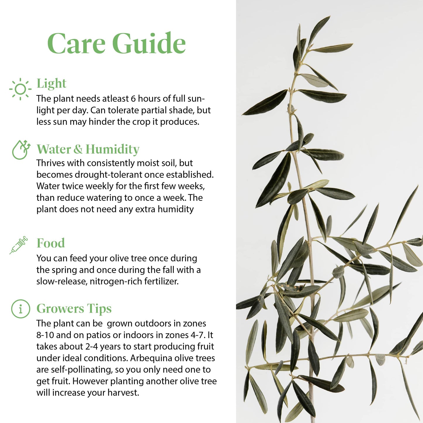 American Plant Exchange Arbequina Olive Tree – Live 5-Inch Pot, Fruit Bearing Tree, Cold Hardy Edible Variety for Containers, Patios, and Mediterranean-Inspired Gardens