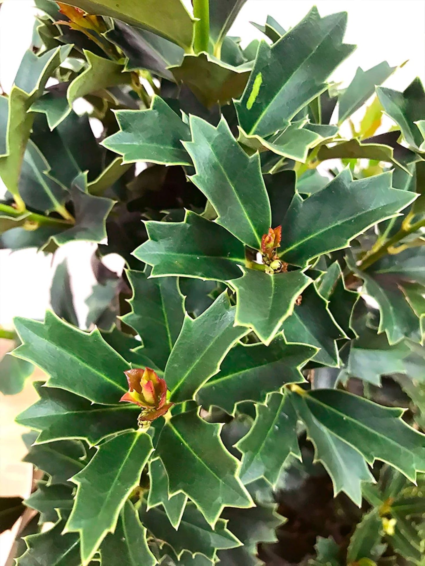 American Plant Exchange Holly Oak Leaf, Live Large 3-Gallon Pot, Upright Evergreen Shrub, Emerald-Green Oak-Like Foliage, Ideal for Hedges or Screening, Indoor/Outdoor Landscape/Houseplant