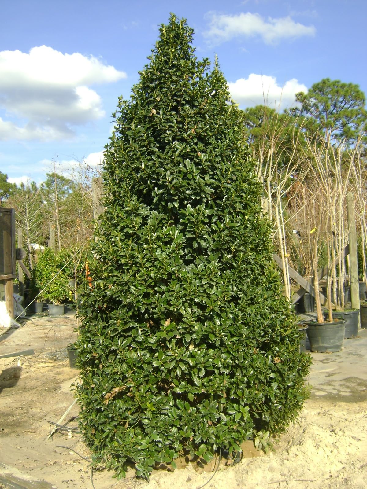 Live Plant - Oak Leaf Red Holly Shrub/Tree - Live Plant - 6-12" Tall, 3" Pot - Ilex x 'Conaf'