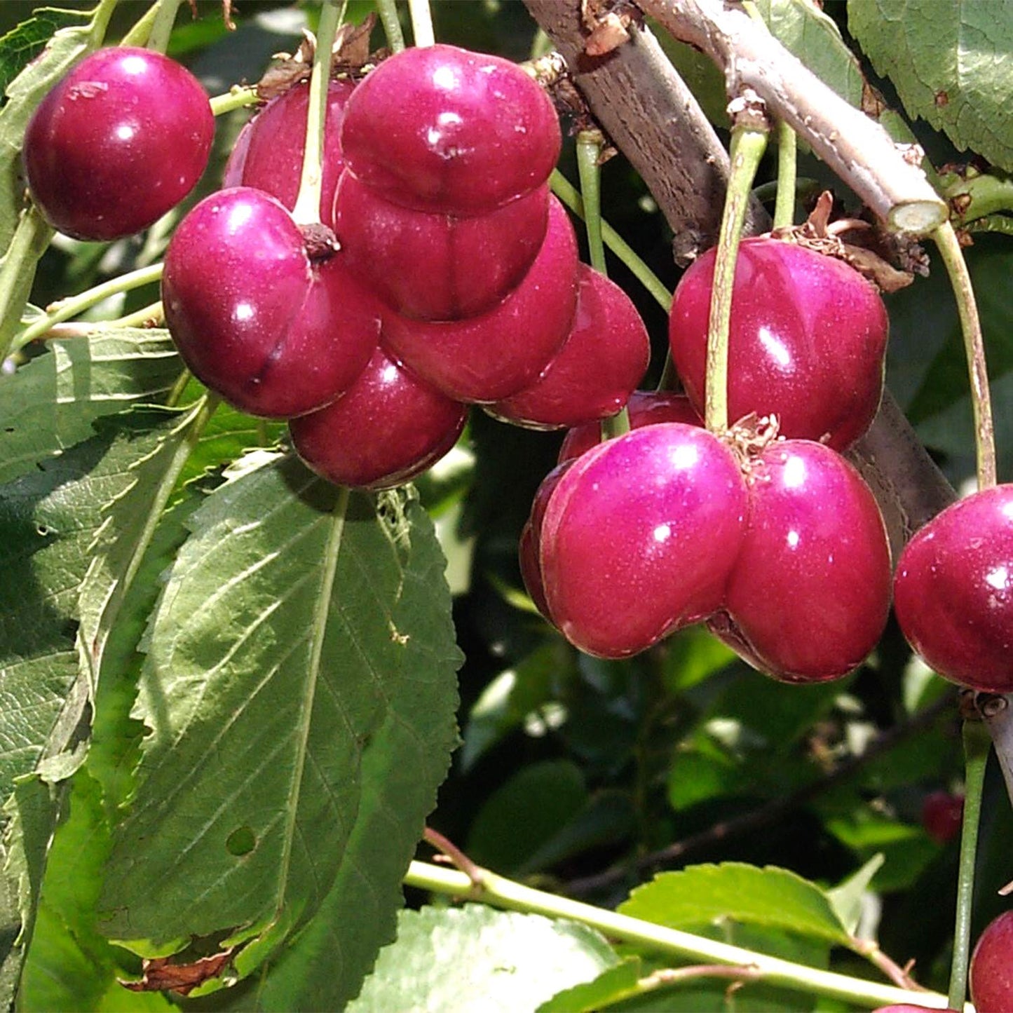 Bing Cherry Dormant Bare Root Starter Fruit Tree, Measuring 2 to 4 feet Tall - Due to State restrictions, Can't Ship to CA, CO, ID, OR, or WA