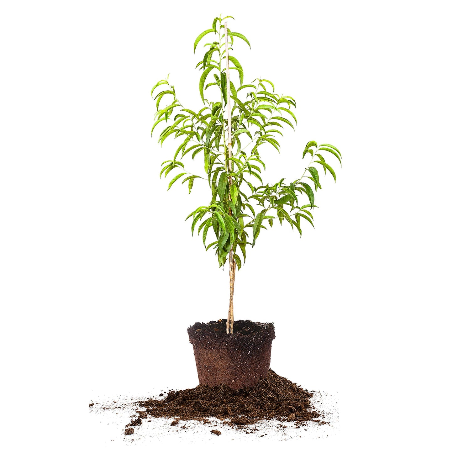 Perfect Plants Flordacrest Peach Tree Live Plant, Produces Fruit, 4-5ft, Includes Care Guide
