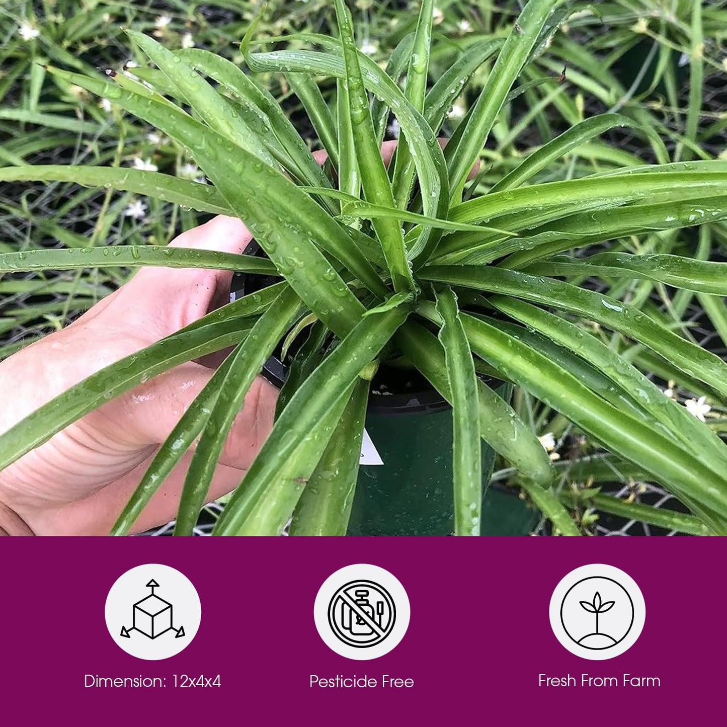 Solid Green Spider Plant Large Size - Low Maintenance, Air-Purifying, Thrives in Home & Office - Perfect for Plant Enthusiasts - Live Houseplant in Potting Soil (1)