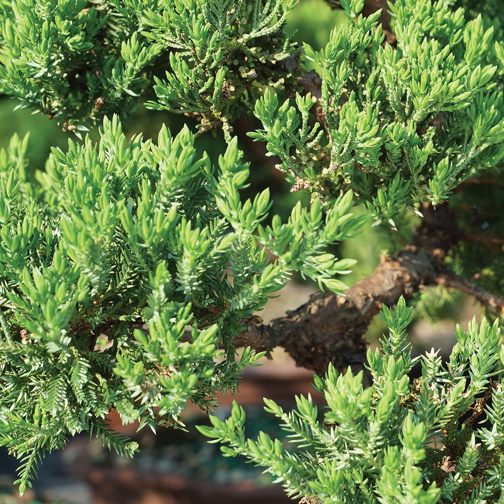 Brussel's Bonsai - Live Green Mound Juniper Bonsai Tree with Rock Pot and Bonsai Tray, Outdoor Bonsai Tree Live Plant, 5 Years Old, 6-10 Inches Tall, Easy Care Bonsai for Patio Garden (Medium)