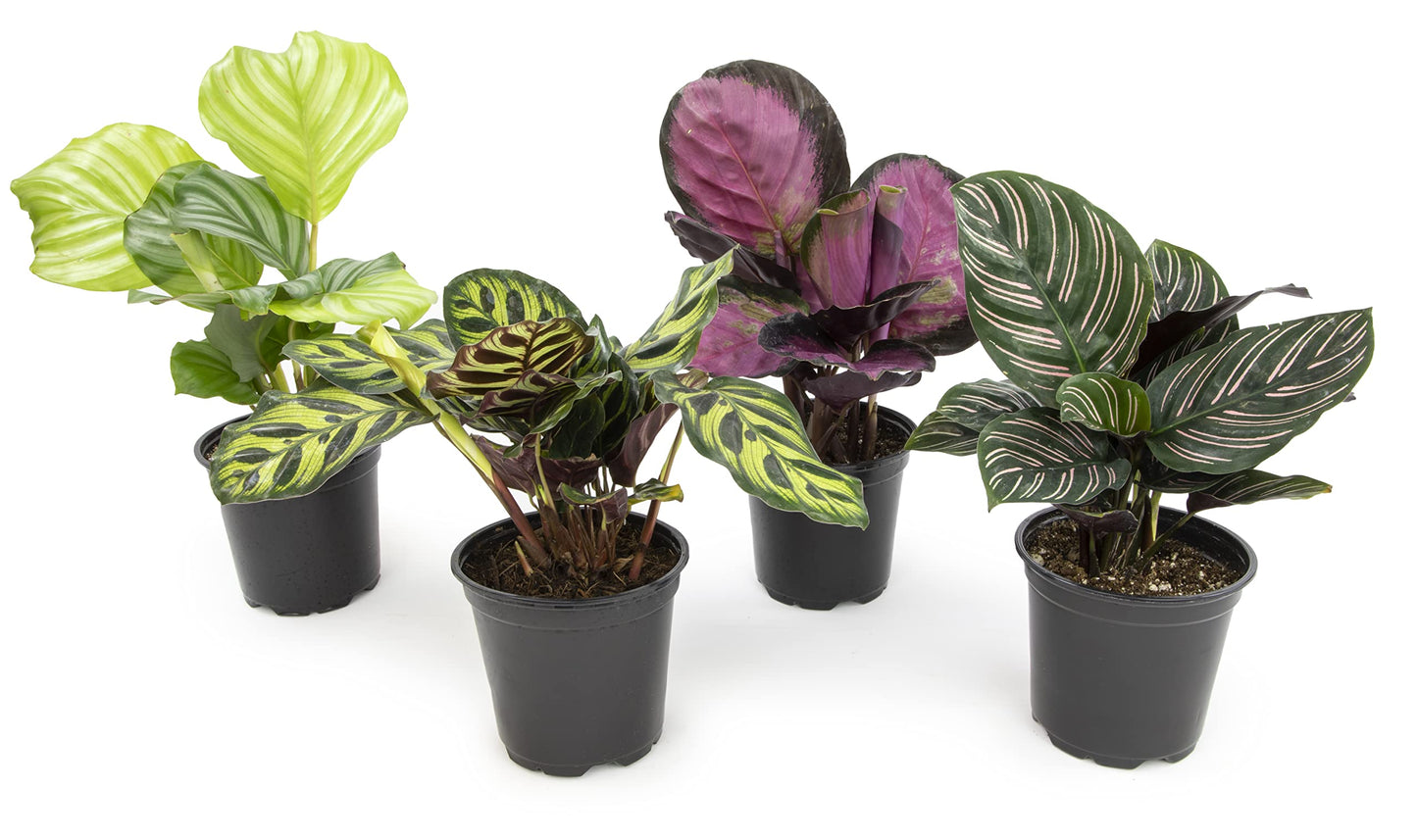 Calathea Prayer Plants Live House Plants Kit (4 PK), Calathea Plant Live Indoor Plant & Money Tree Plant Indoor House Plants, Chinese Money Plant Decor, Bonsai Tree Feng Shui Décor