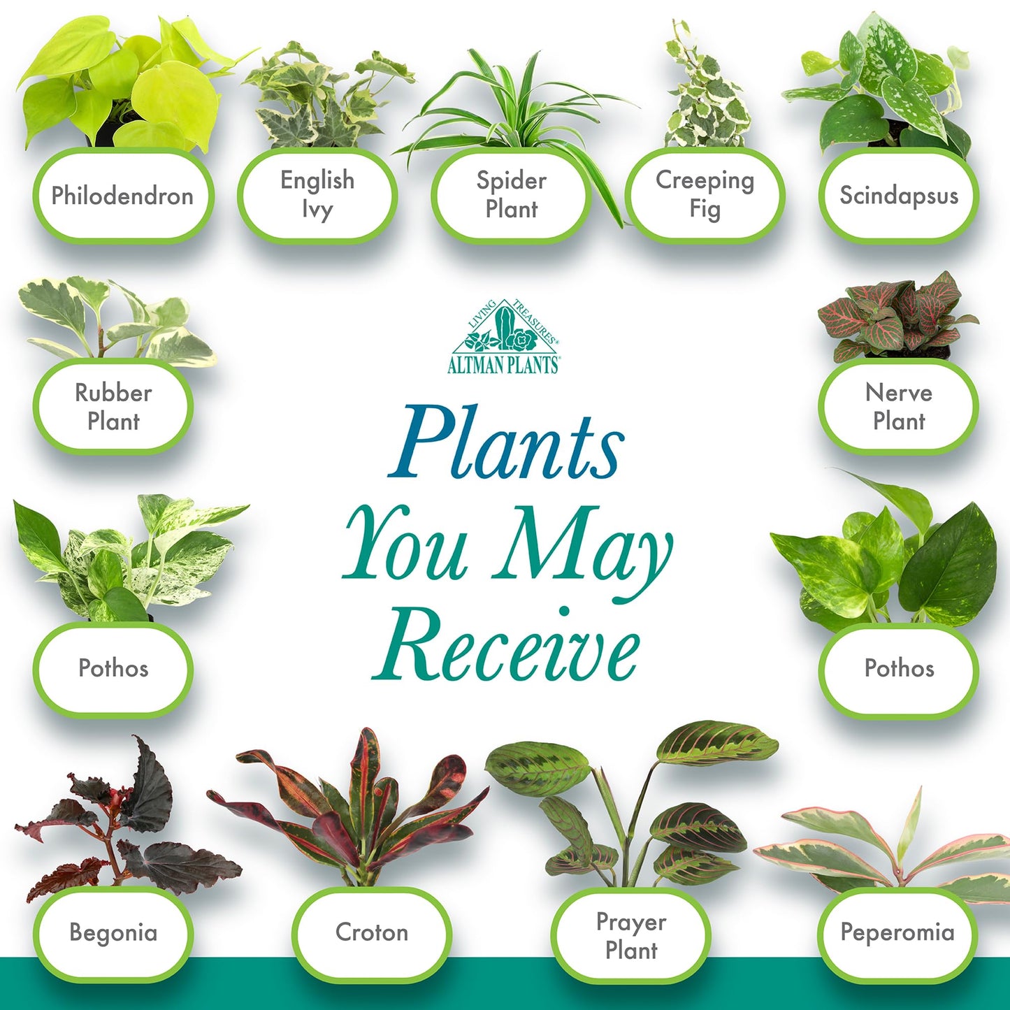 Altman Plants Live Houseplants (6PK), Indoor Plants for Delivery Prime, Live Plants and Gardening Gifts for Plant Lovers, Planters for Indoor Plants with Potting Soil, Live House Plants Indoors Live