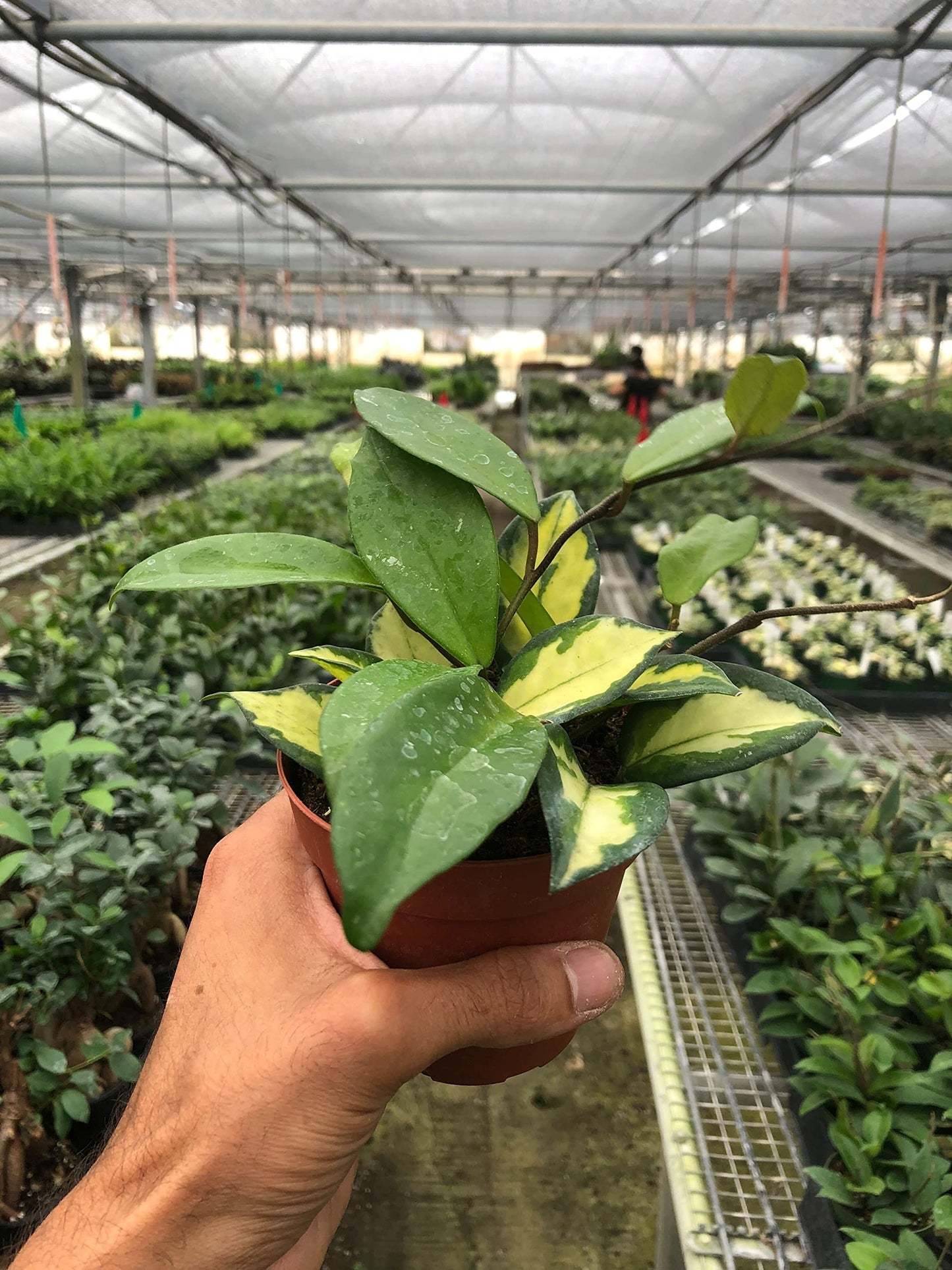 Hoya Carnosa 'Krimson Princess' | Live Plant for Indoor & Outdoor | for Living Room, Office, Bathroom | (6" Pot, Black Cylinder)