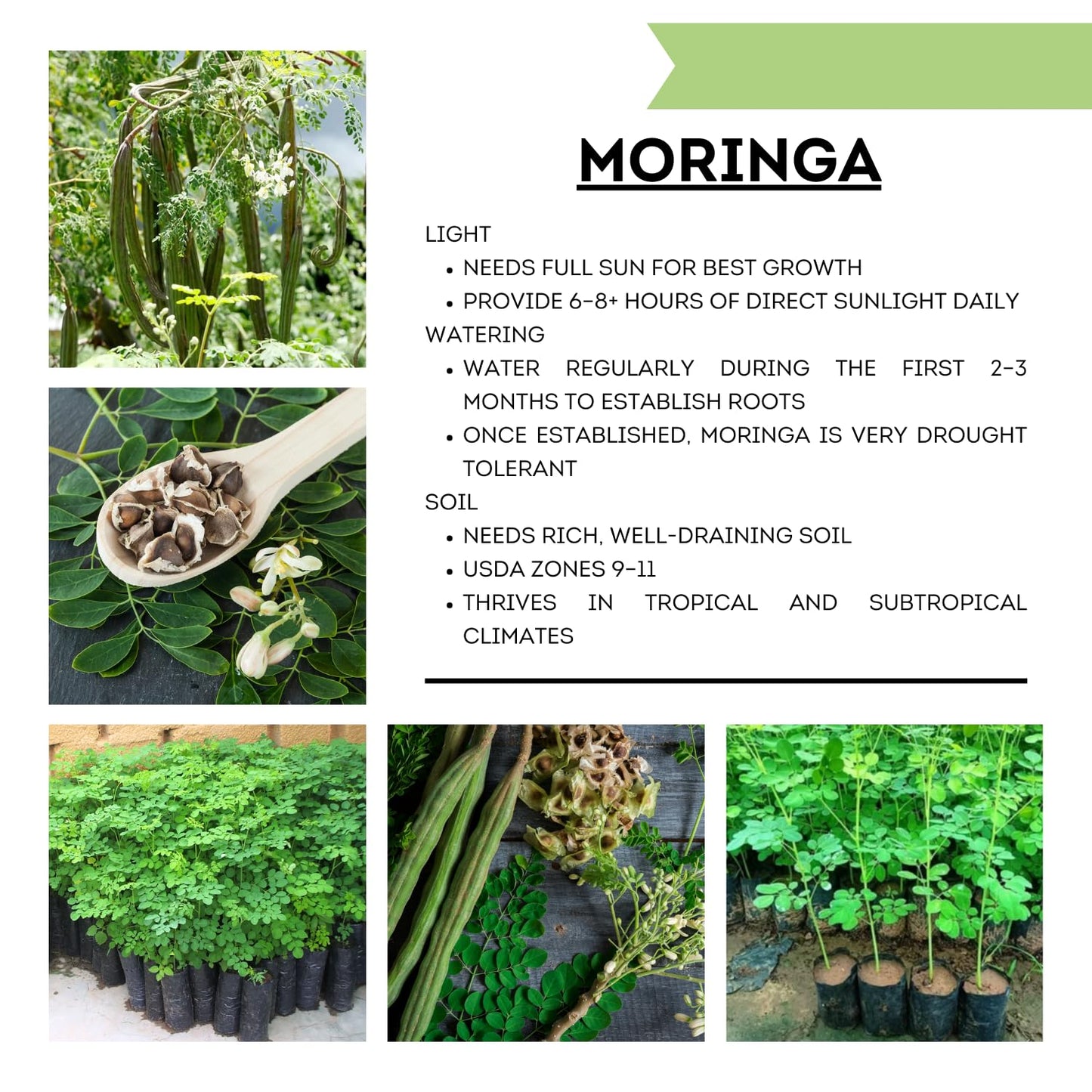 Moringa Plant Live in 4 Inch Pot, Moringa Oleifera Drumstick Tree, Hardy Perennial Herb Plant