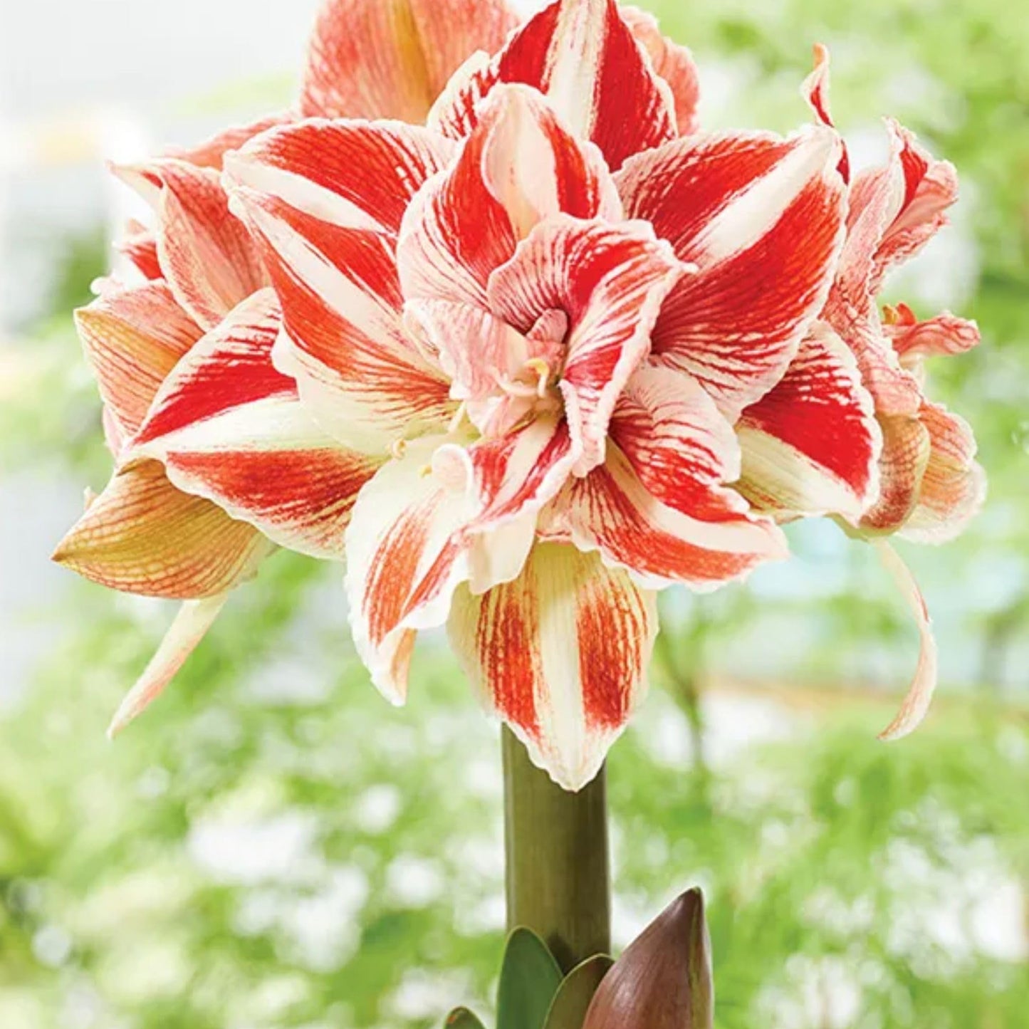 Amaryllis ‘Dancing Queen’ Bulb – Striking Double Red and White Blooms | Premium Outdoor Hippeastrum Variety, Easy-to-Grow Perennial Flower Bulb for Vibrant Summer and Garden Color Displays