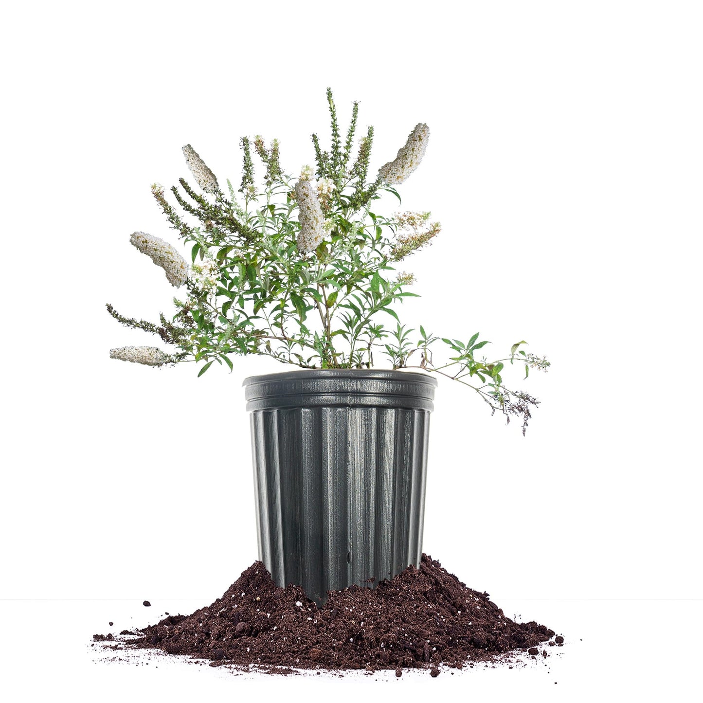 Perfect Plants White Profusion Butterfly Bush 1 Gallon | Flowering Shrub | Pollinator Magnet | Butterfly Garden